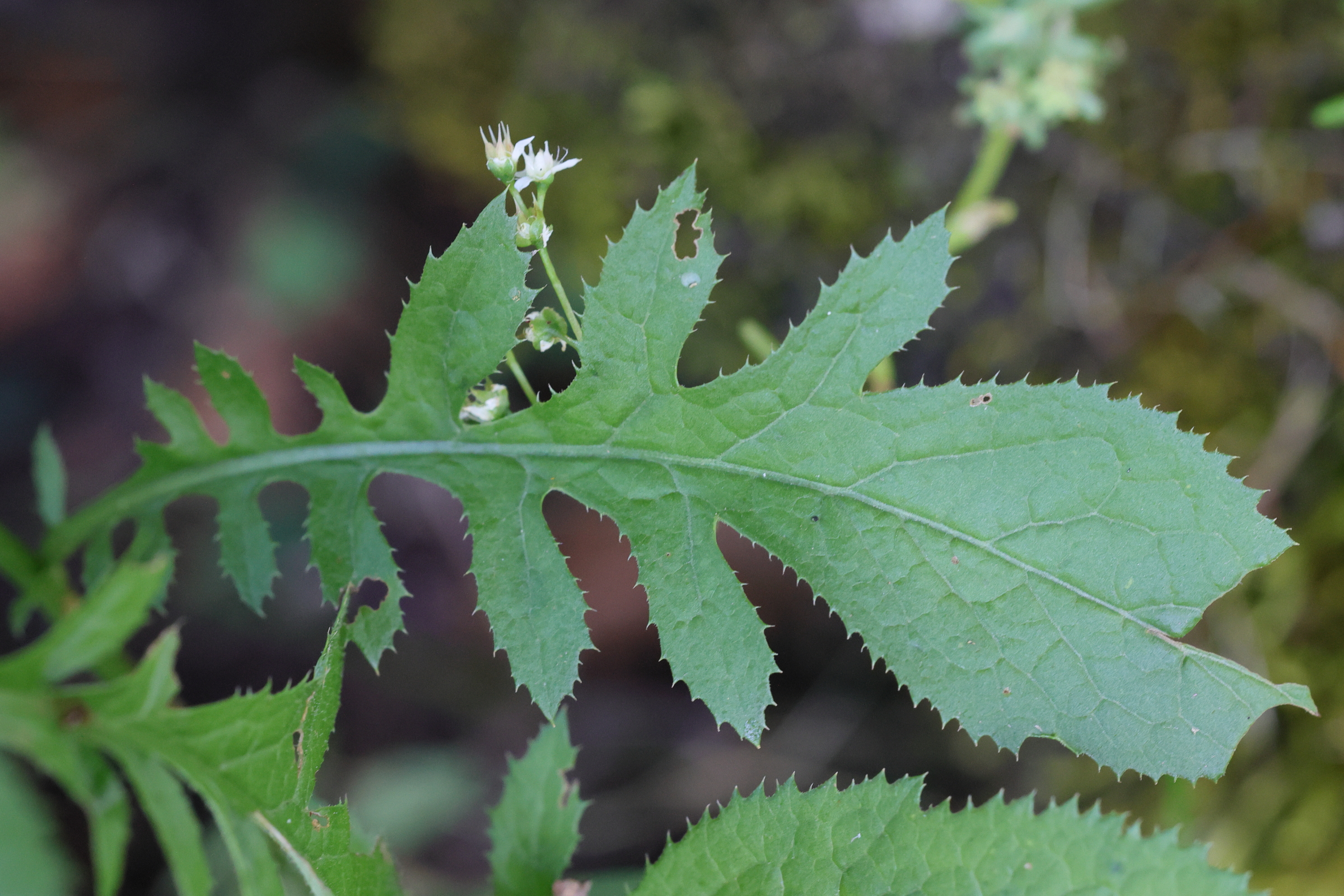 serratula_tinctoria2md