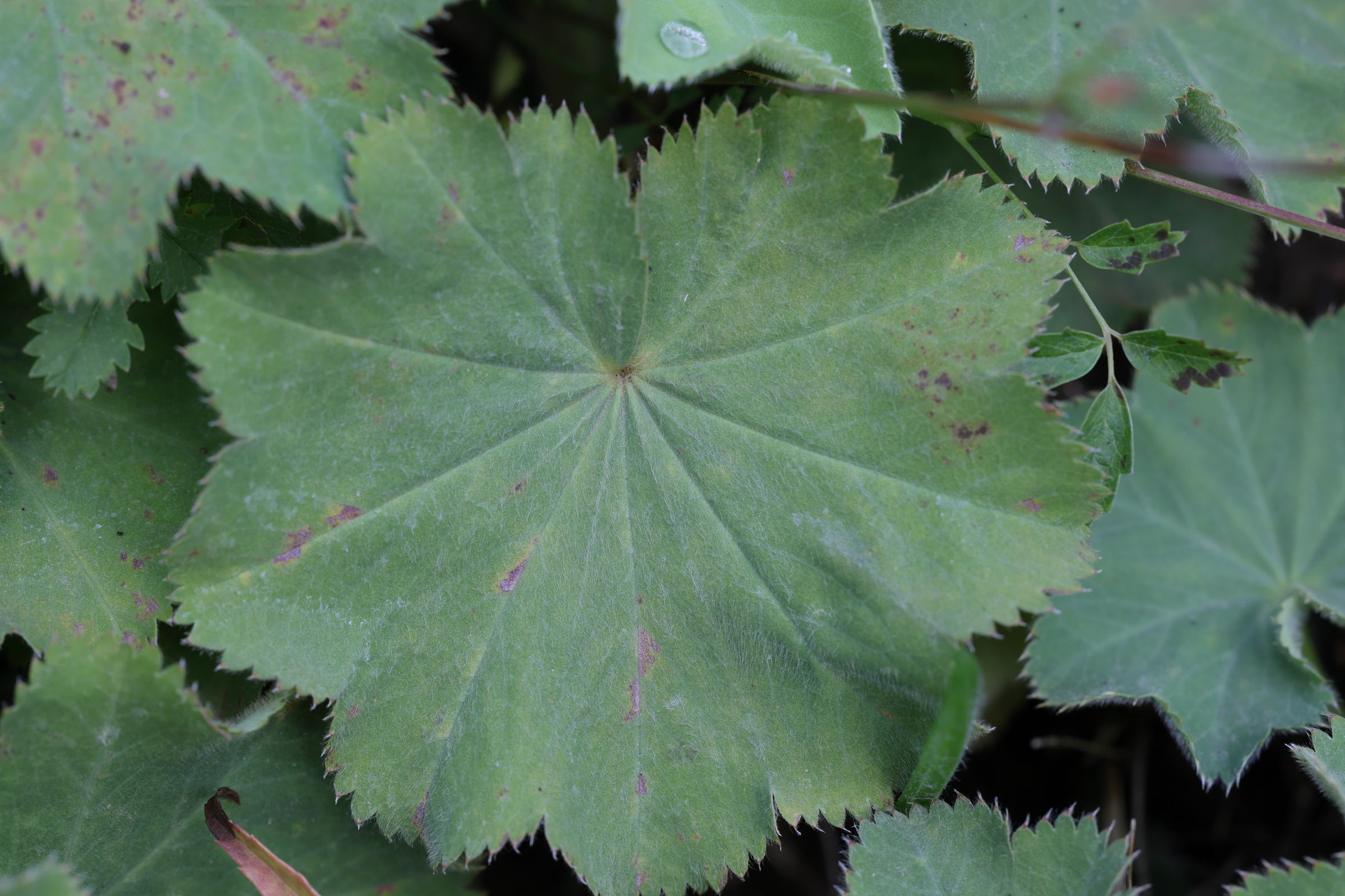 Afficher le média alchemilla_mollis2md alchemilla_mollis2md