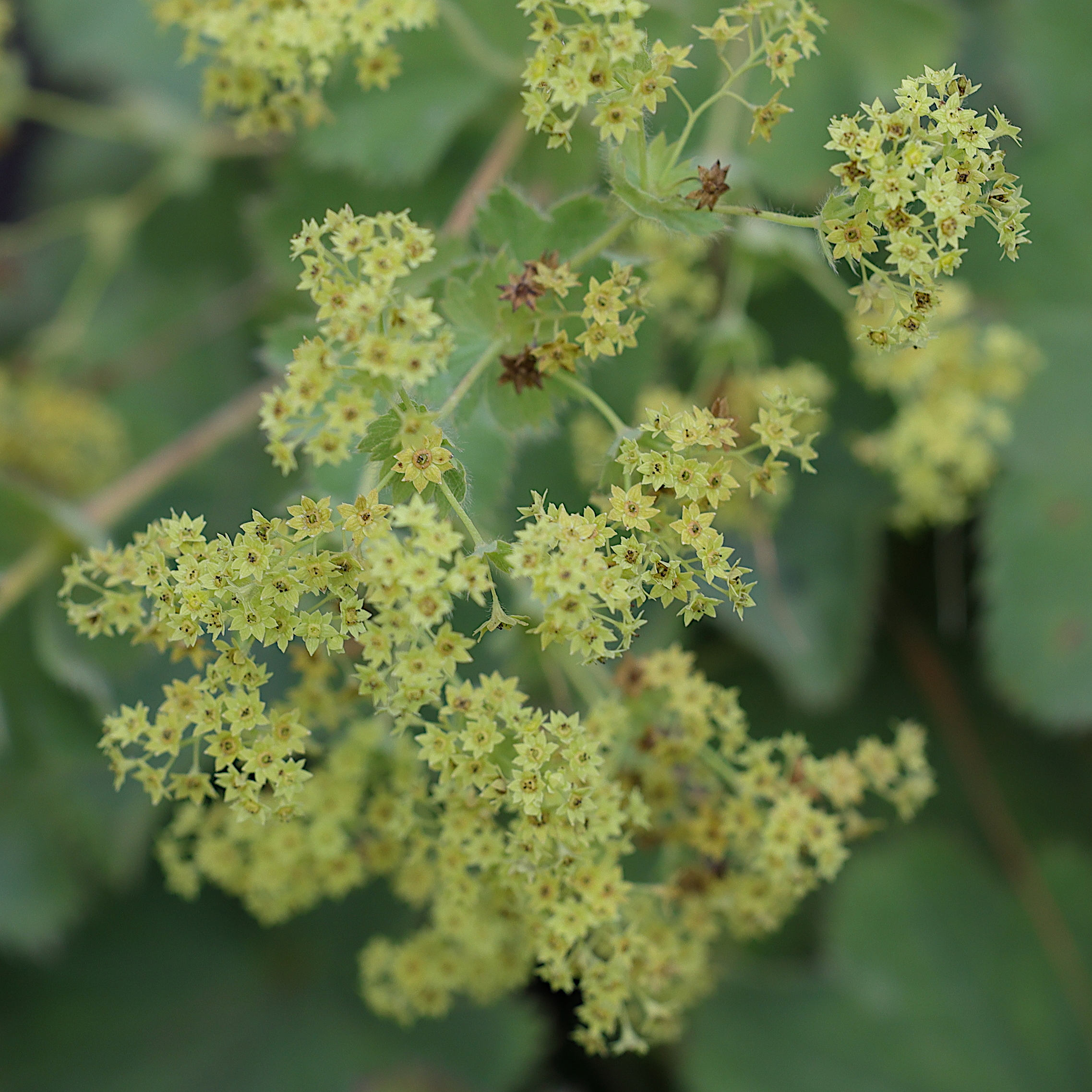 Afficher le média alchemilla_mollis3md alchemilla_mollis3md