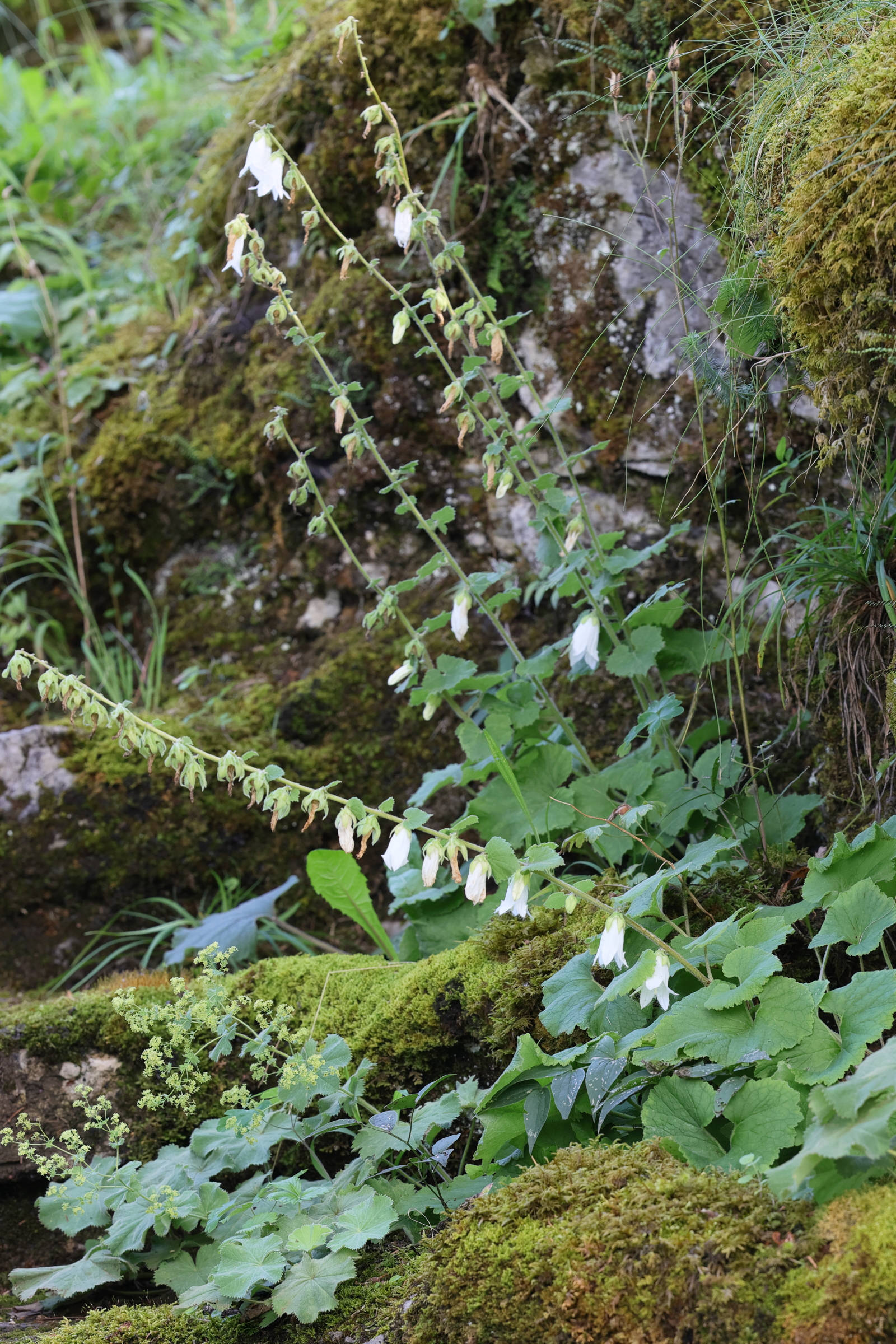 Afficher le média campanula_alliariifolia1md campanula_alliariifolia1md