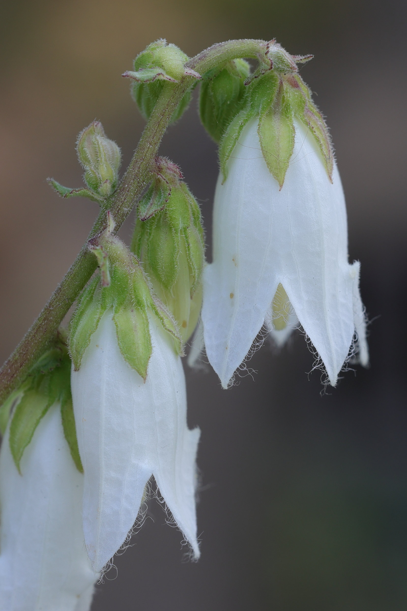 Afficher le média campanula_alliariifolia2md campanula_alliariifolia2md