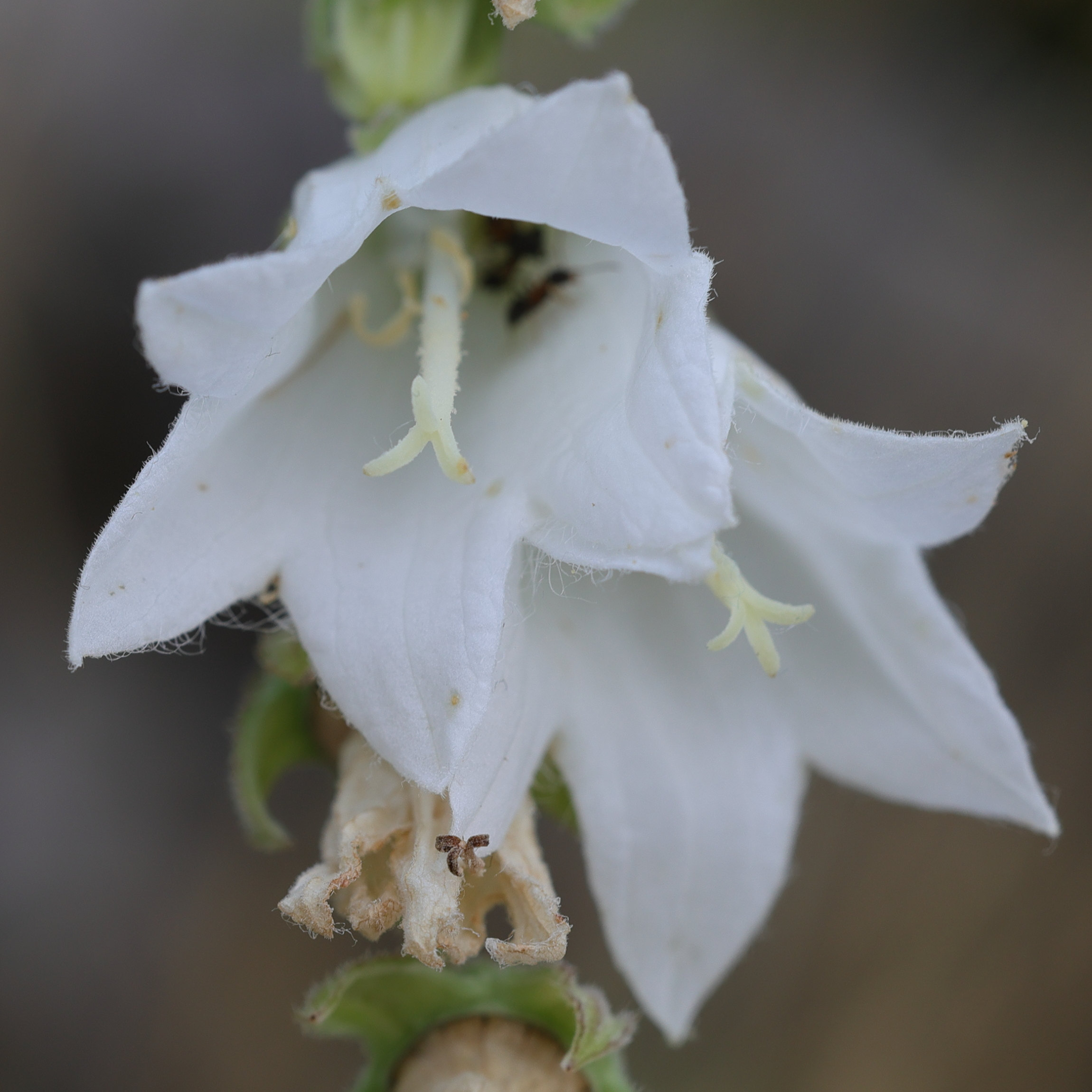 Afficher le média campanula_alliariifolia3md campanula_alliariifolia3md