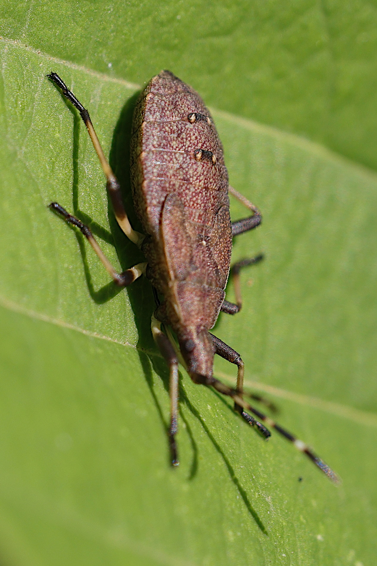dicranocephalus_medius_larv1md