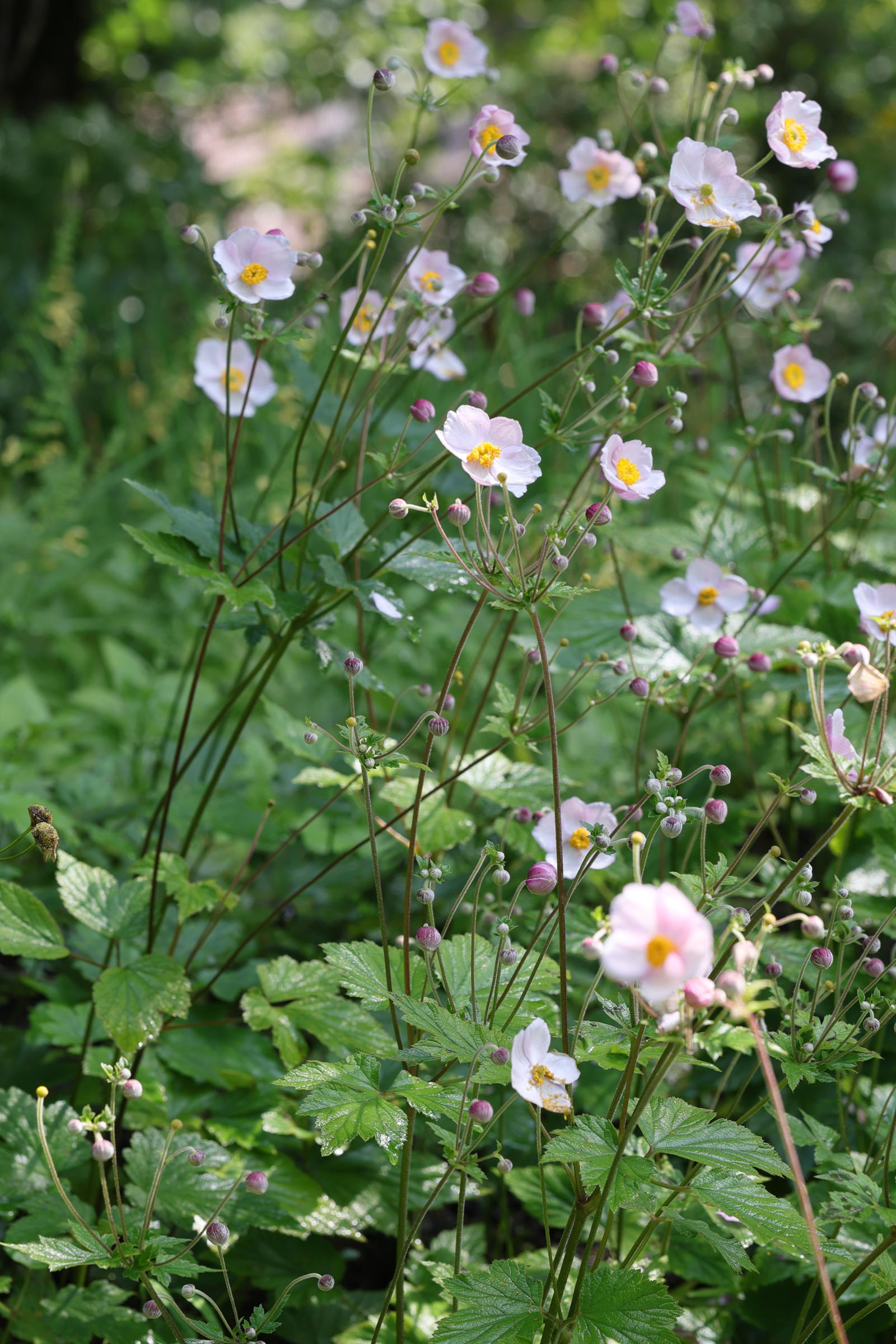 Afficher le média eriocapitella_x_hybrida1md eriocapitella_x_hybrida1md