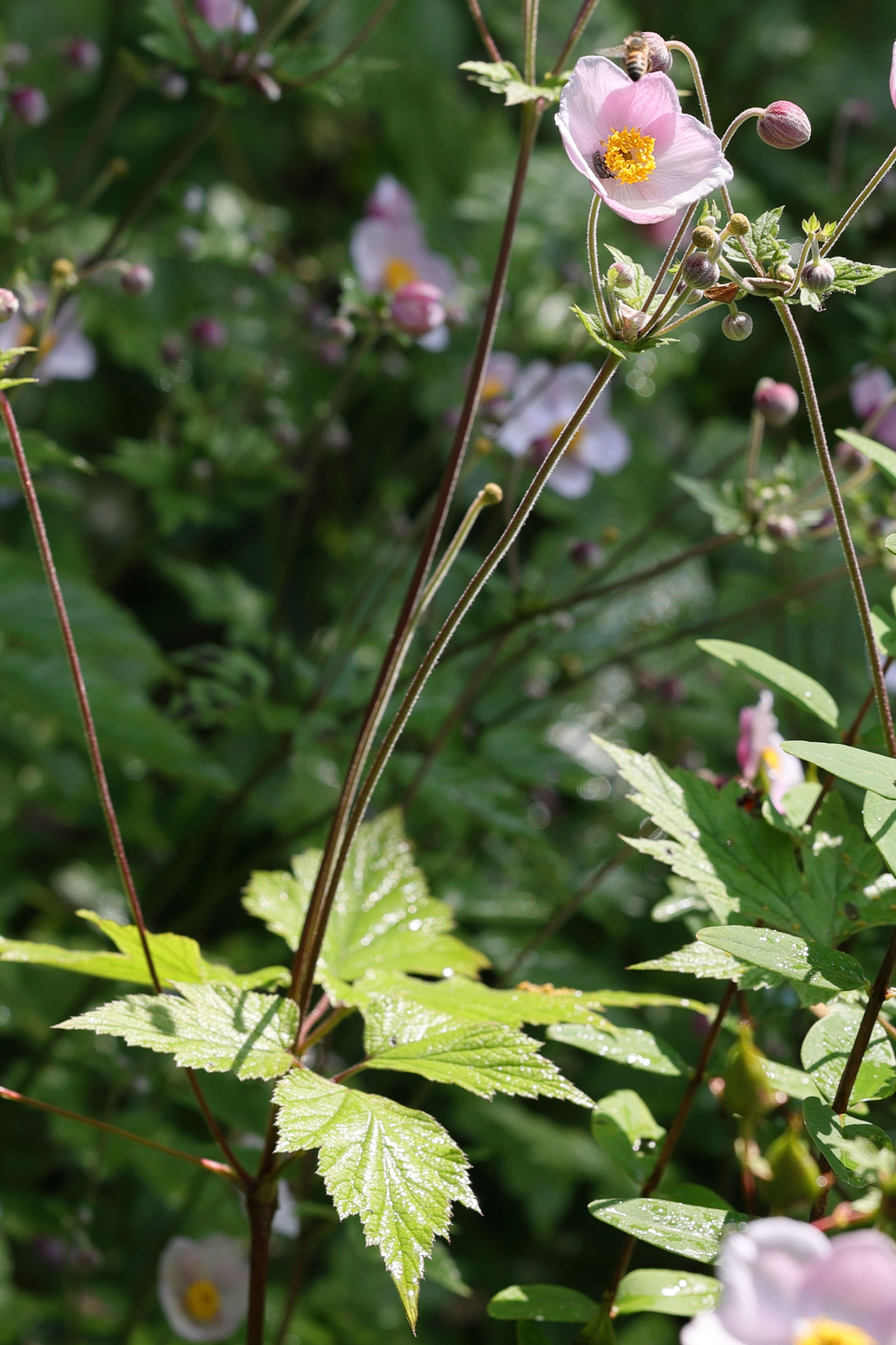 Afficher le média eriocapitella_x_hybrida2md eriocapitella_x_hybrida2md