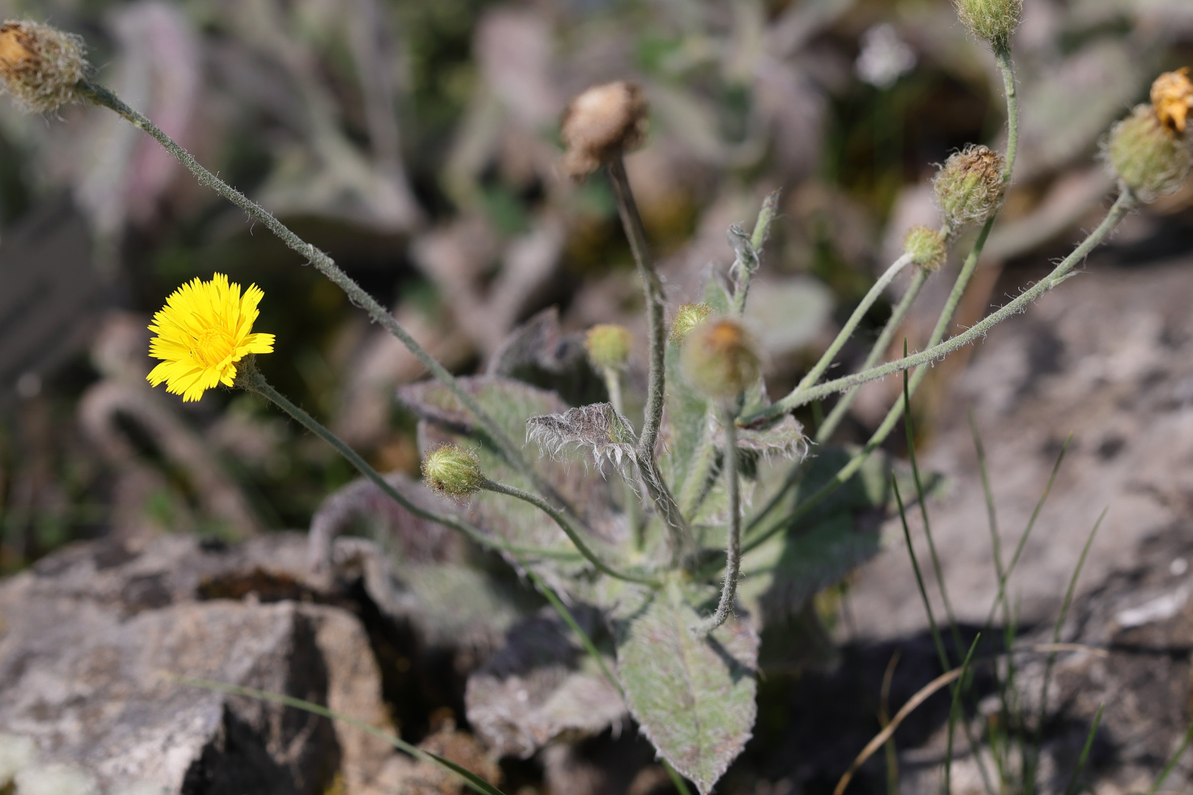 hieracium_pannosum1md