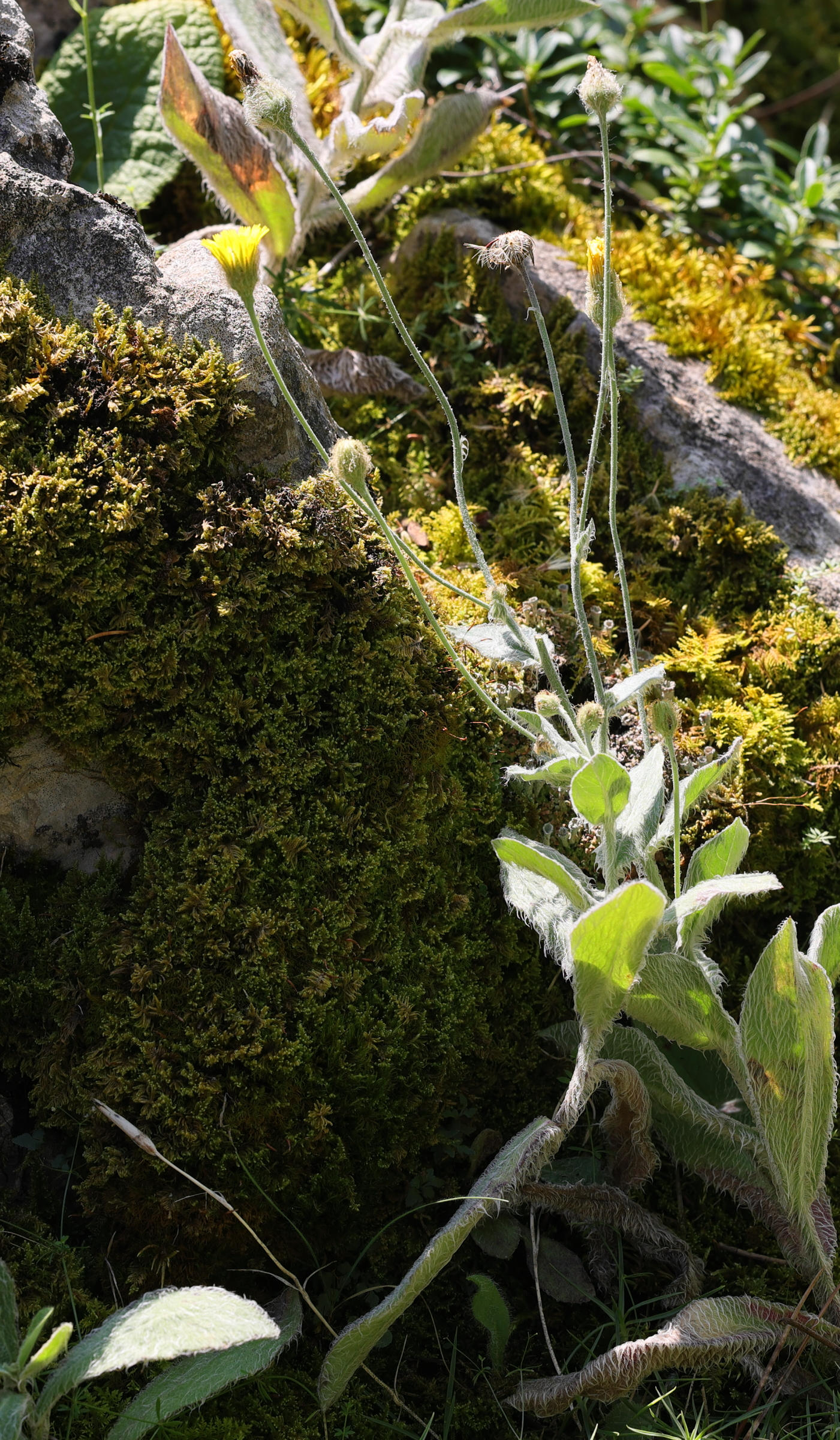 hieracium_pannosum2md