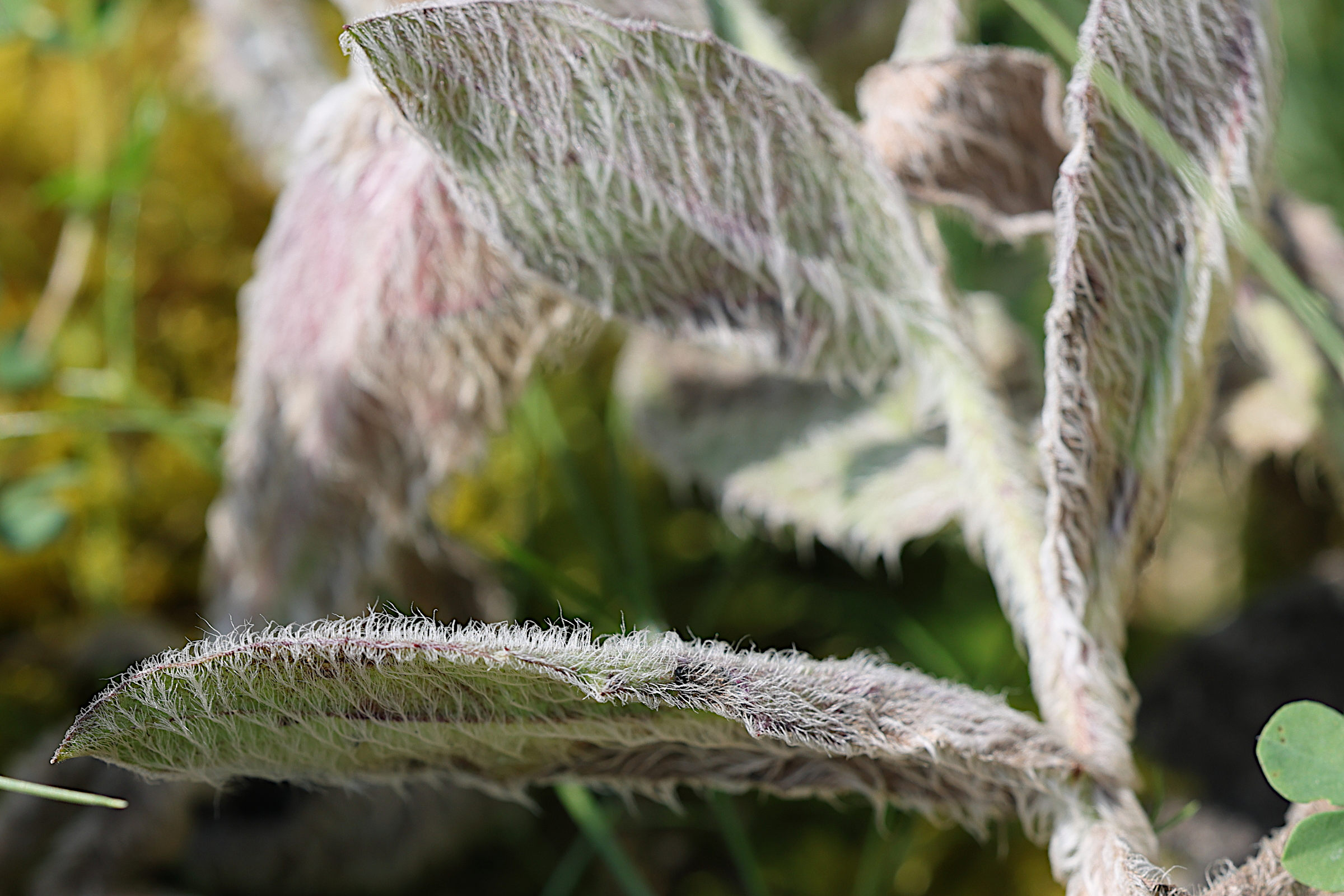 hieracium_pannosum3md