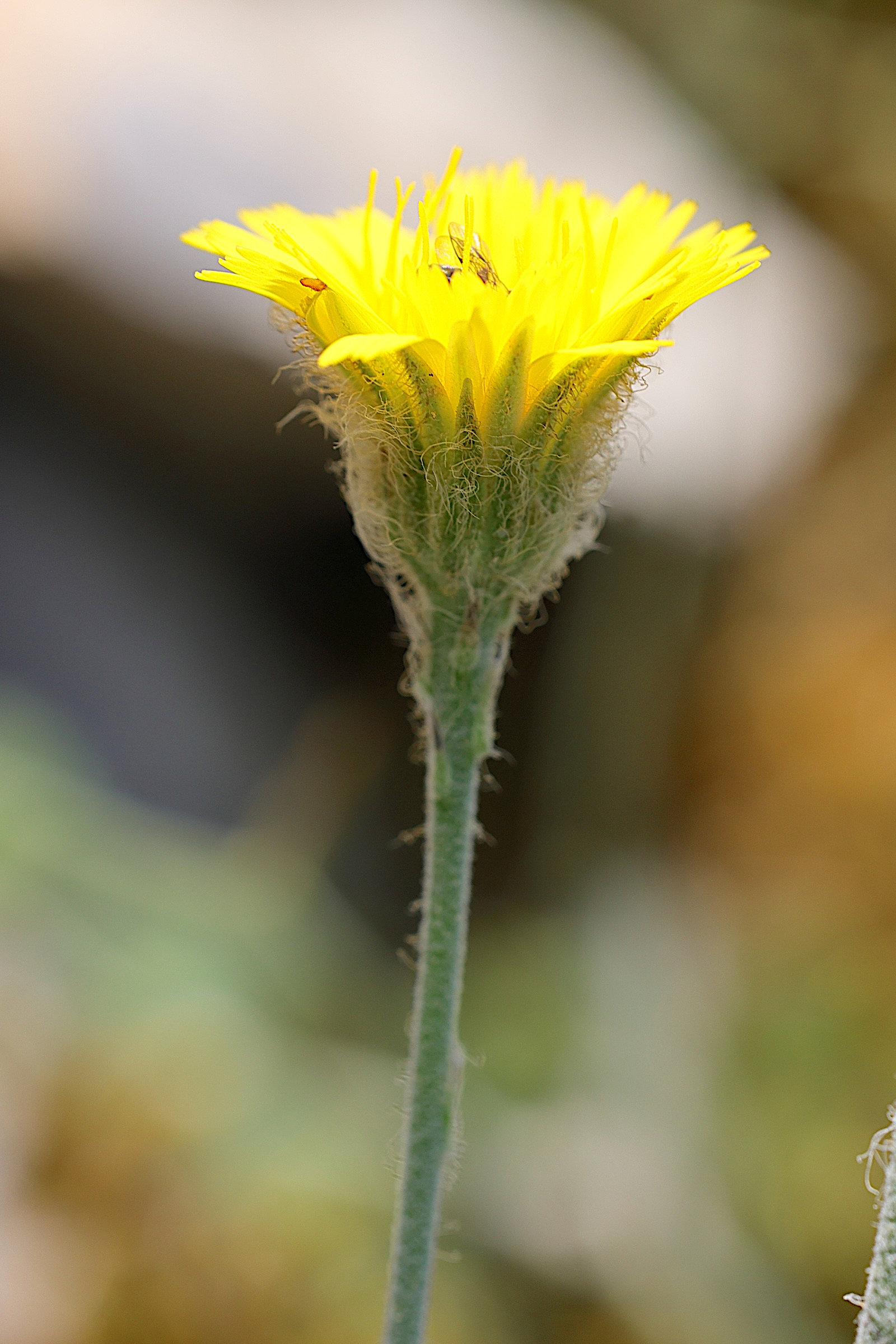 hieracium_pannosum4md