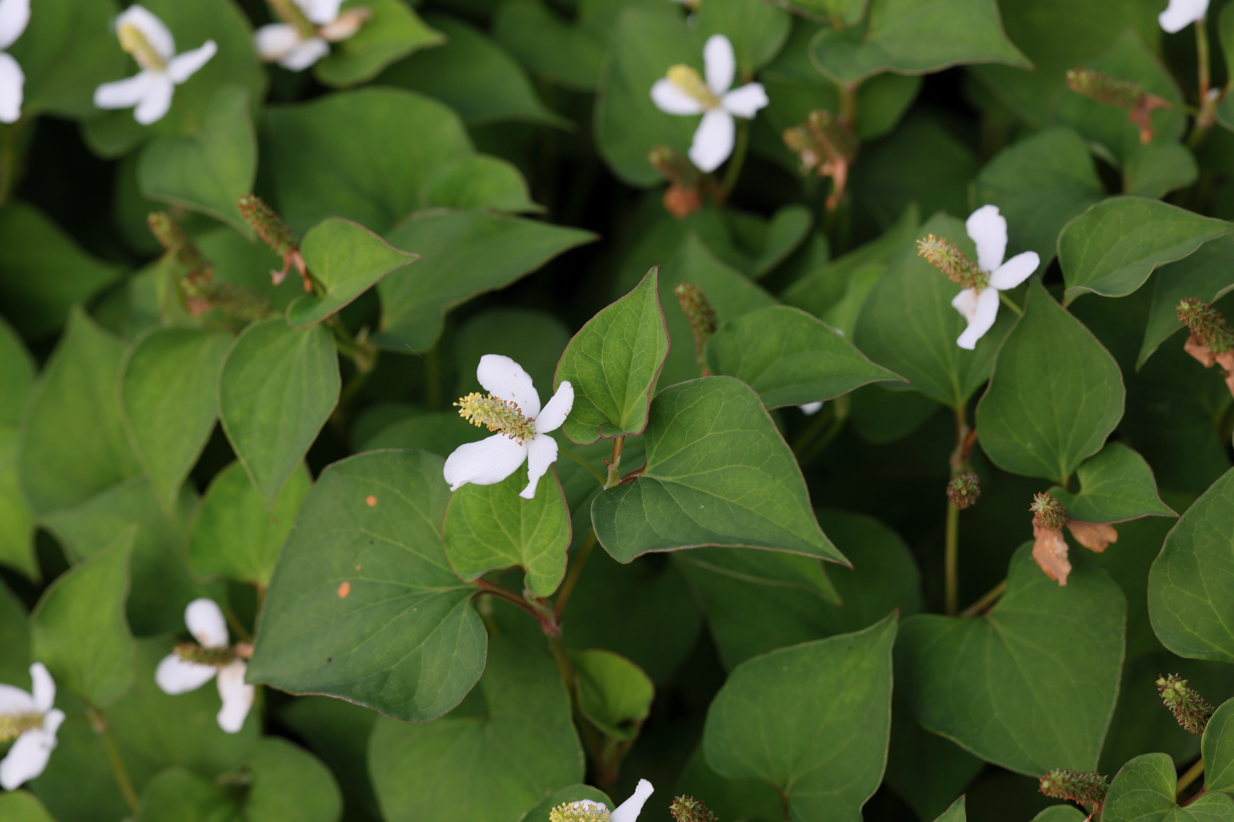 houttuynia_cordata1md