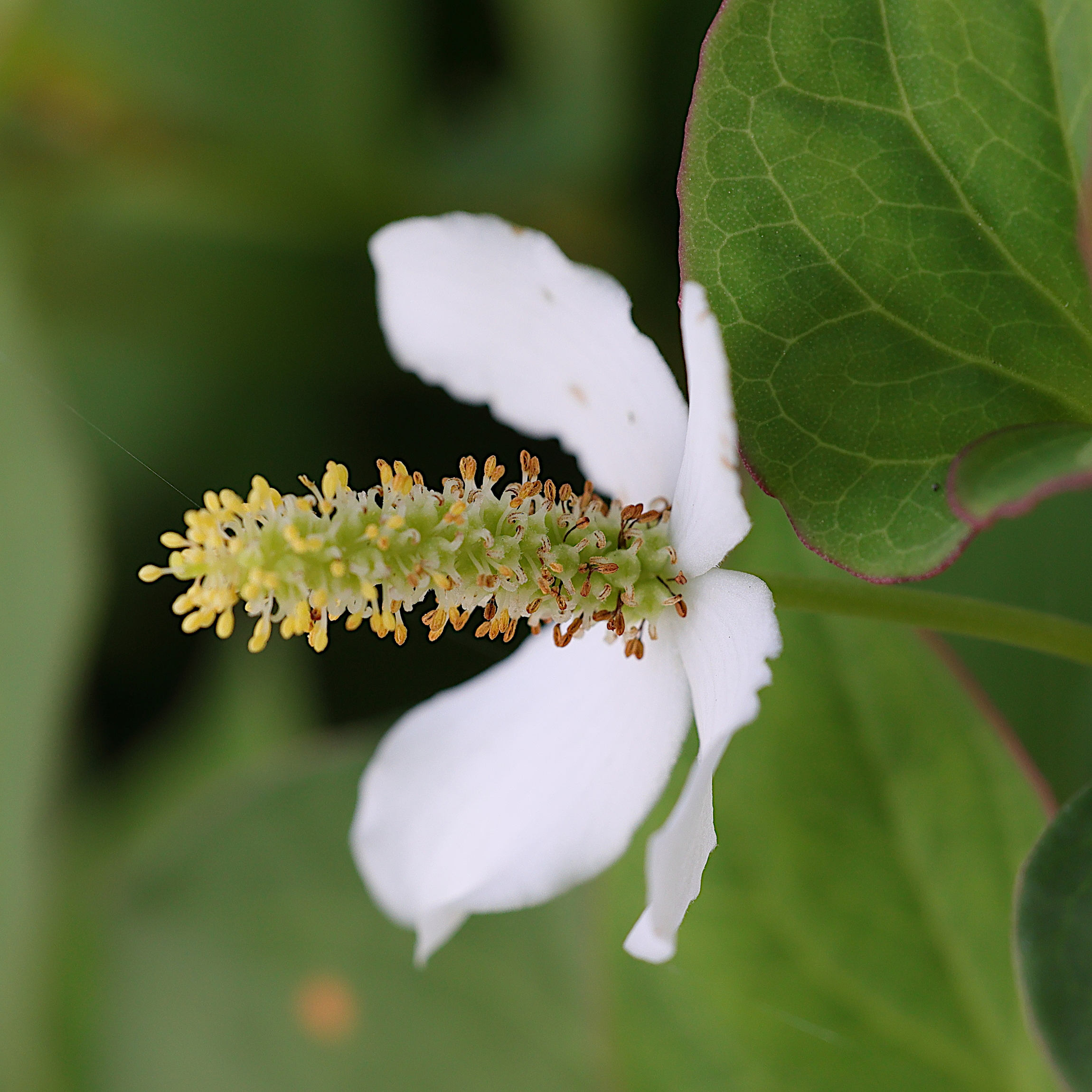 houttuynia_cordata2md