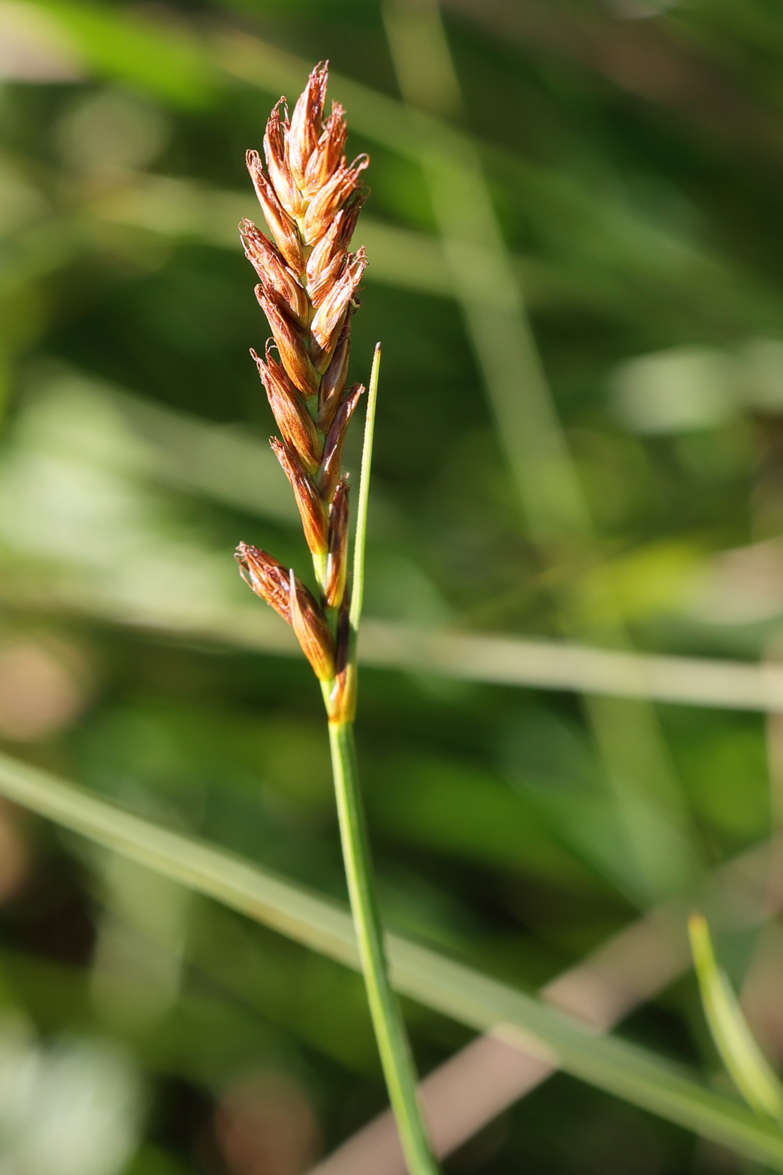 blysmus_compressus2md