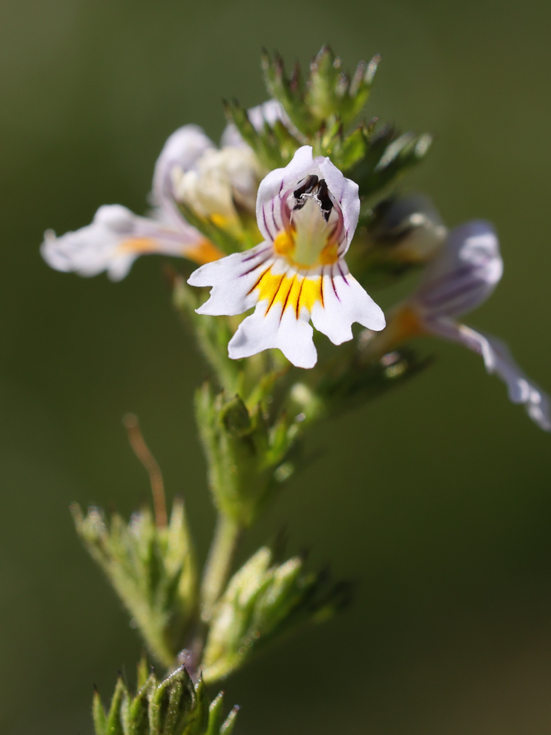 Afficher le média euphrasia_officinalis_rostkoviana4md euphrasia_officinalis_rostkoviana4md