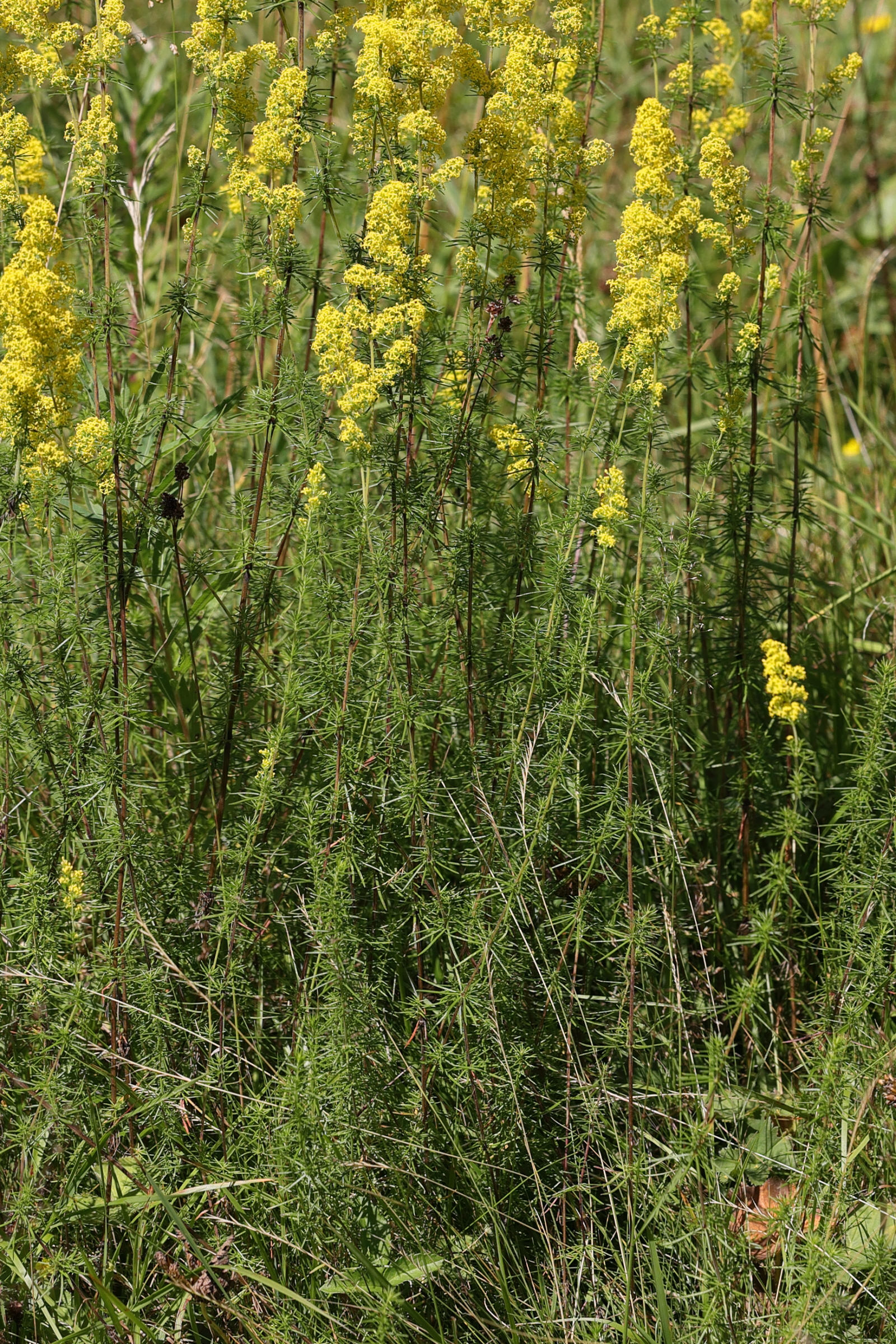 Afficher le média galium_verum1md galium_verum1md