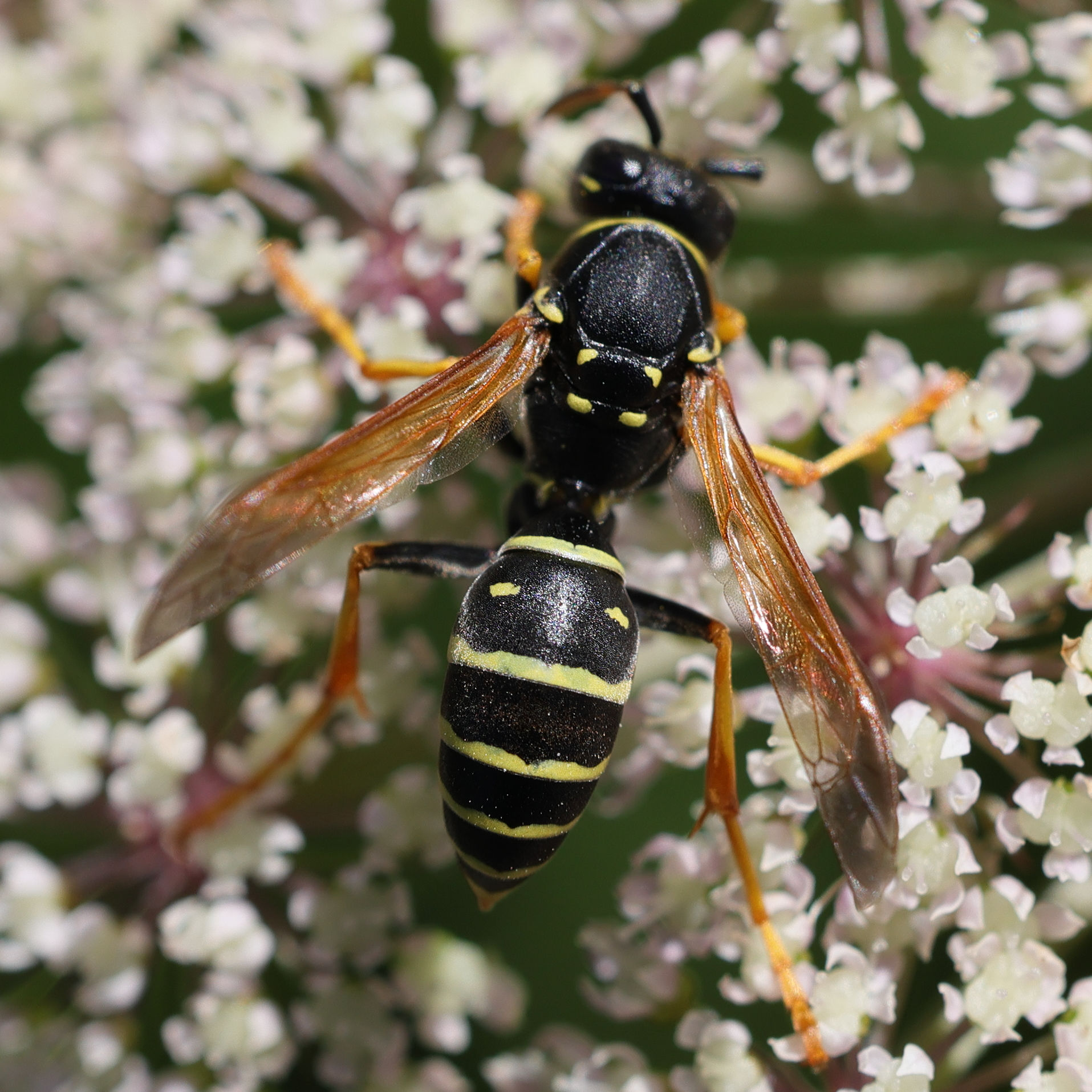 polistes_biglumis8md