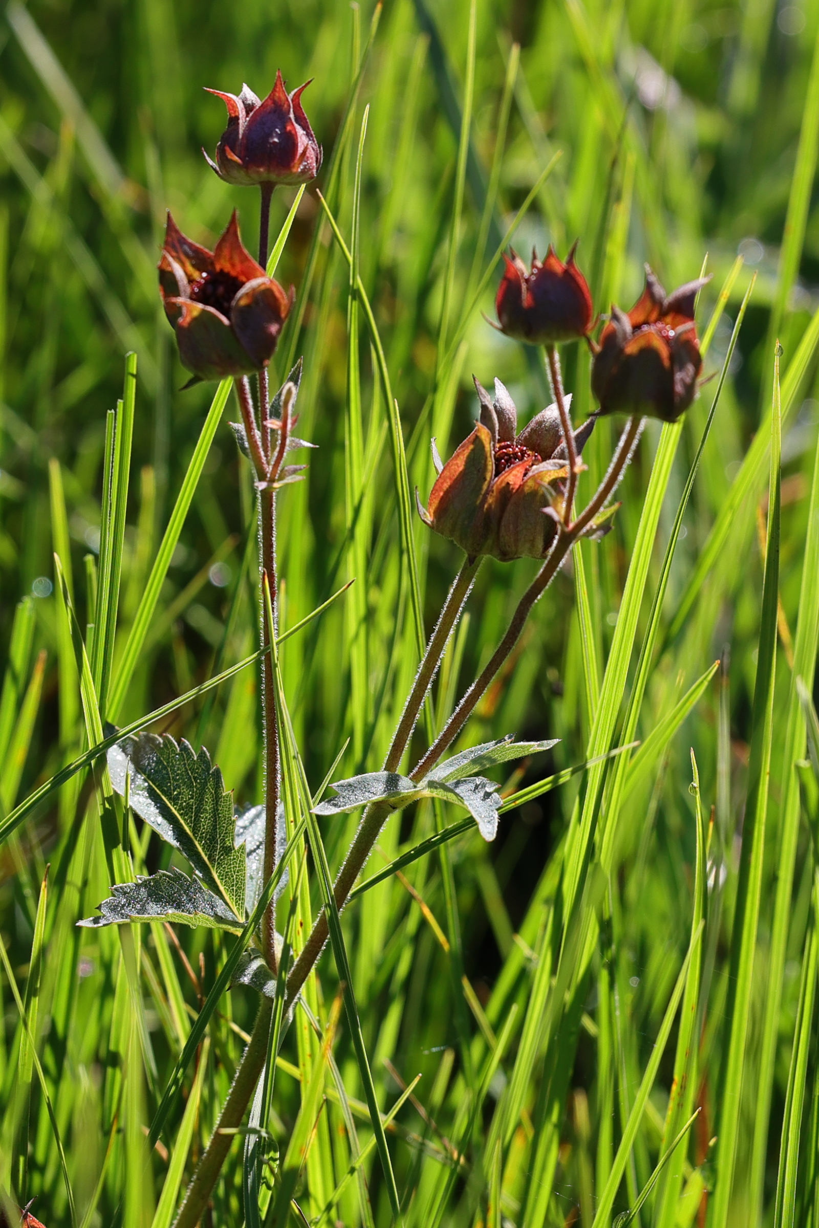 Afficher le média potentilla_palustris2md potentilla_palustris2md