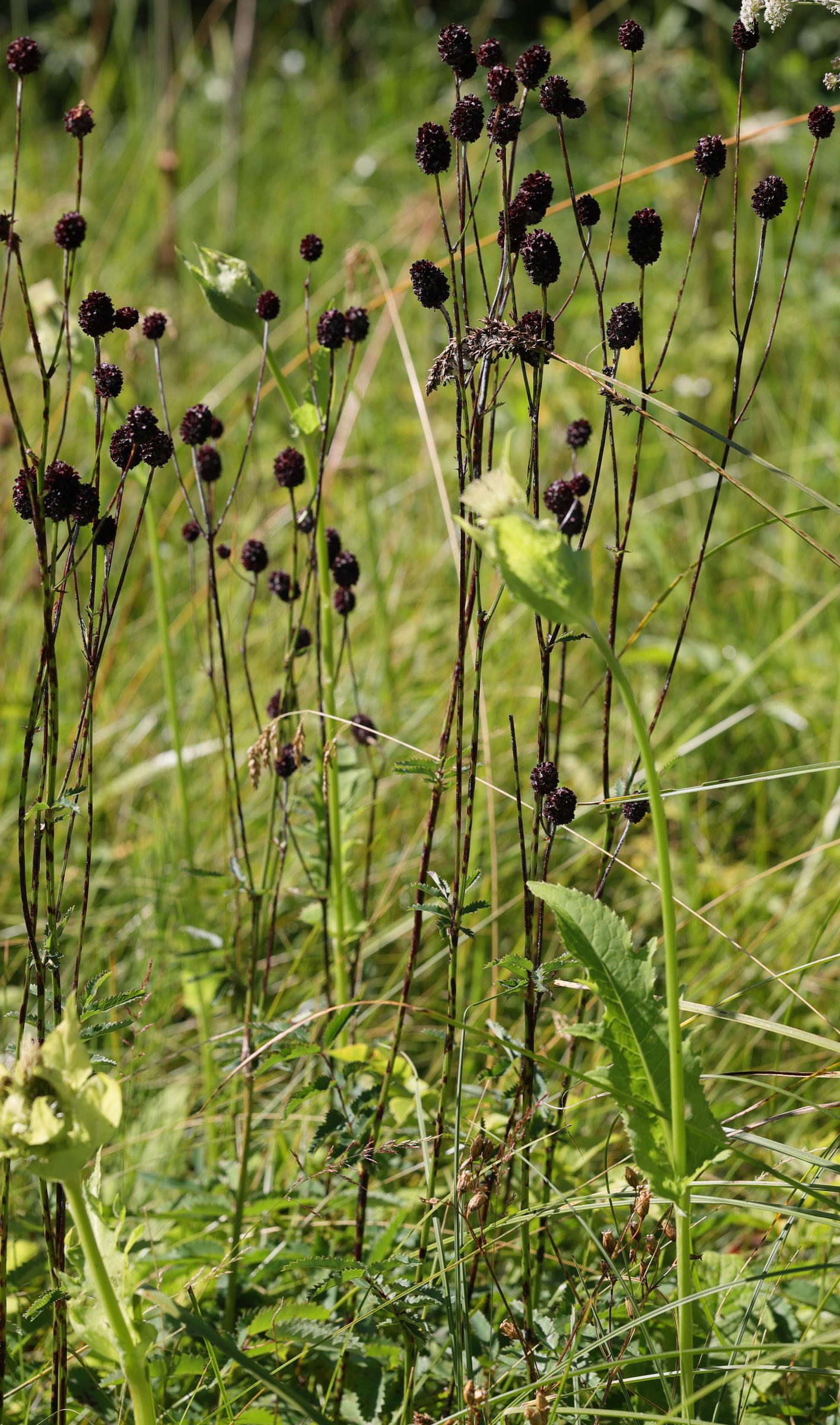 sanguisorba_officinalis1md