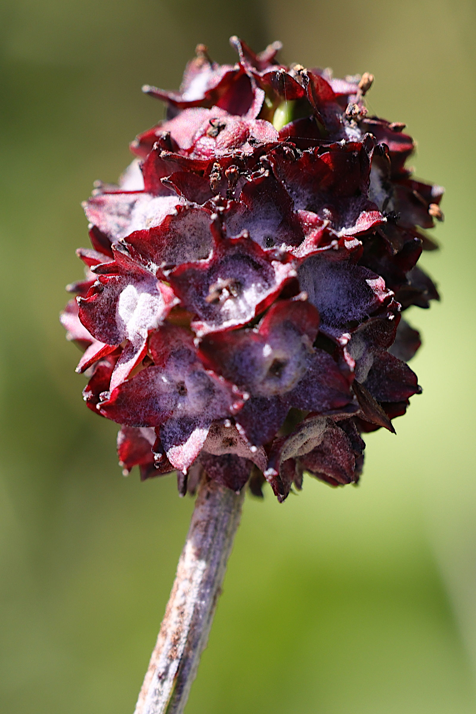 sanguisorba_officinalis5md