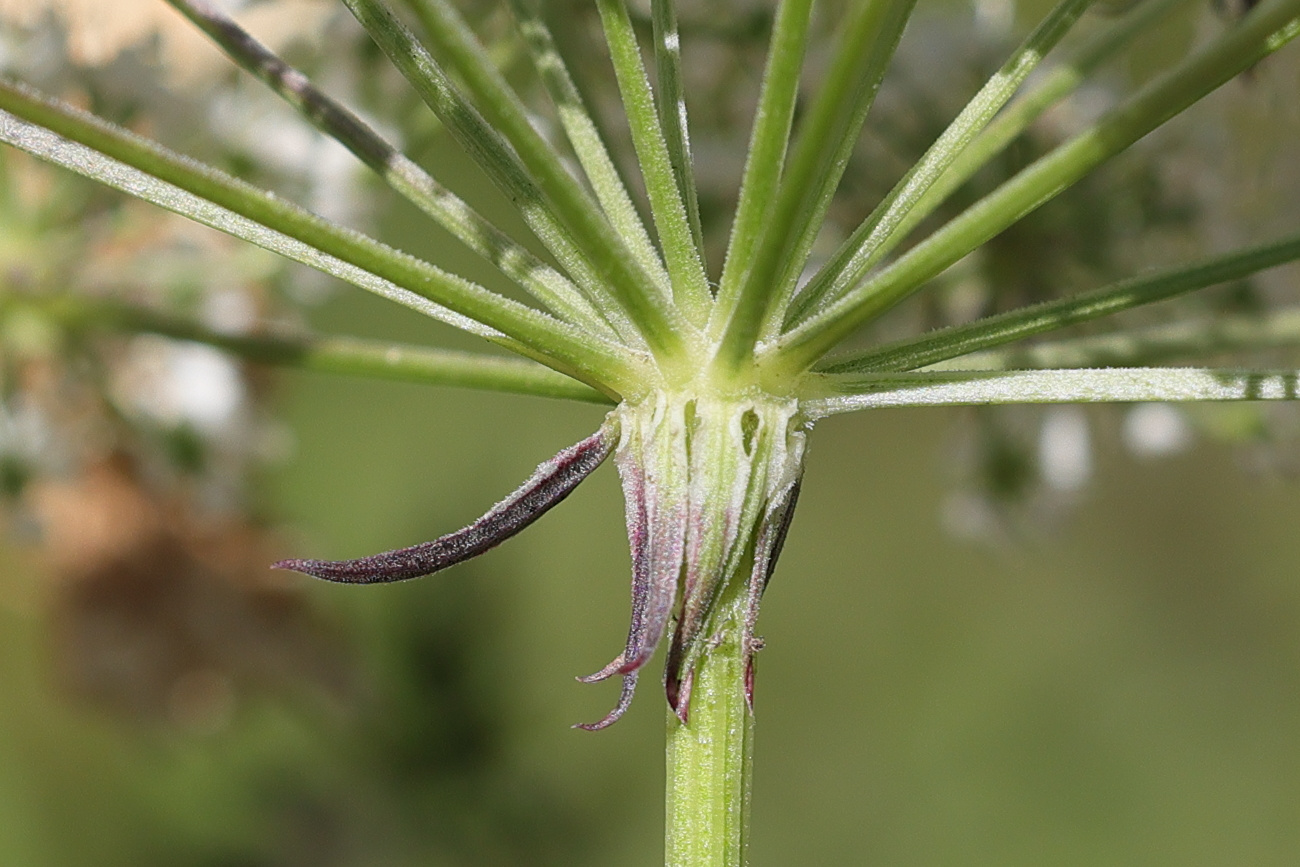 Afficher le média selinum_carvifolia7md selinum_carvifolia7md