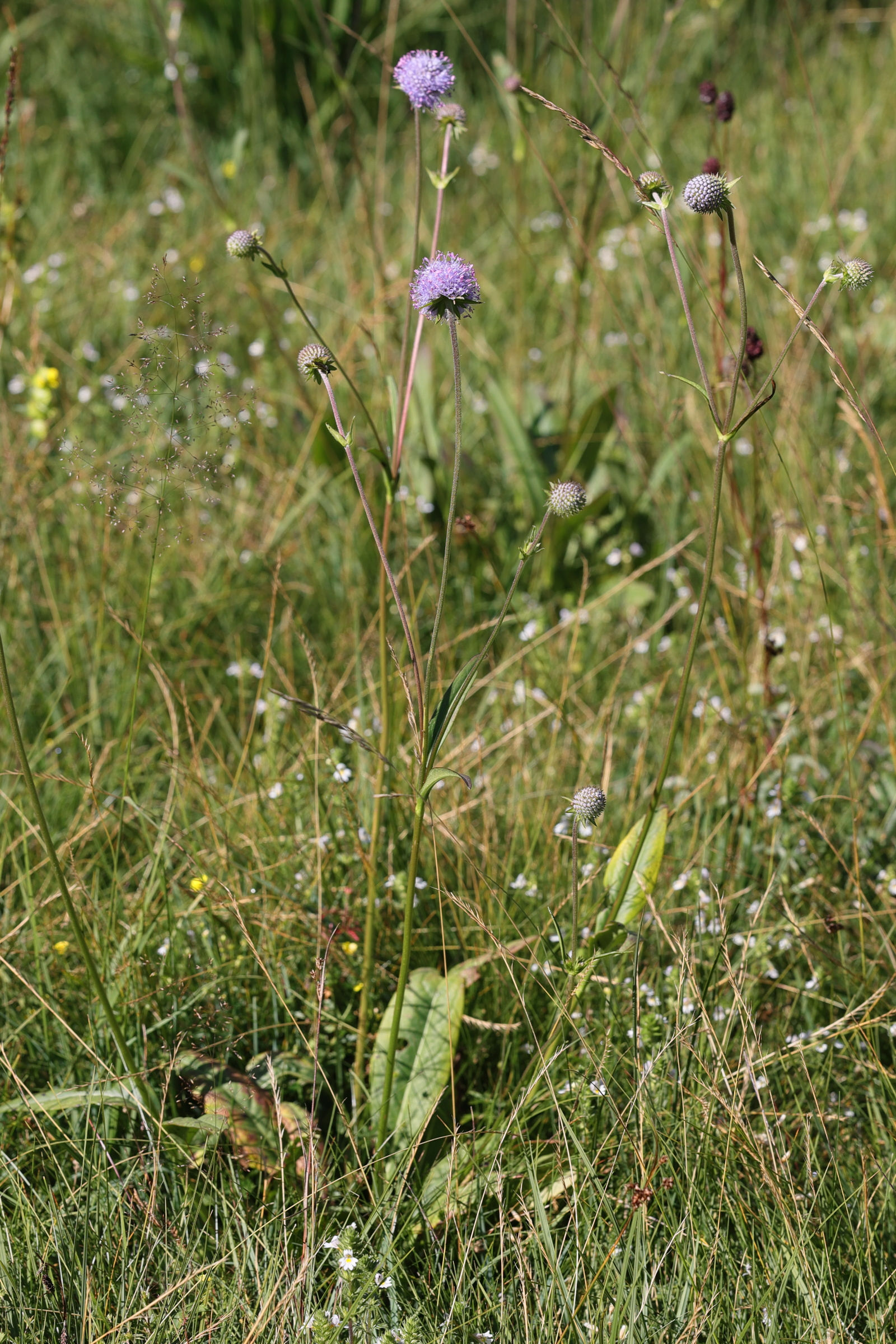 succisa_pratensis1bmd