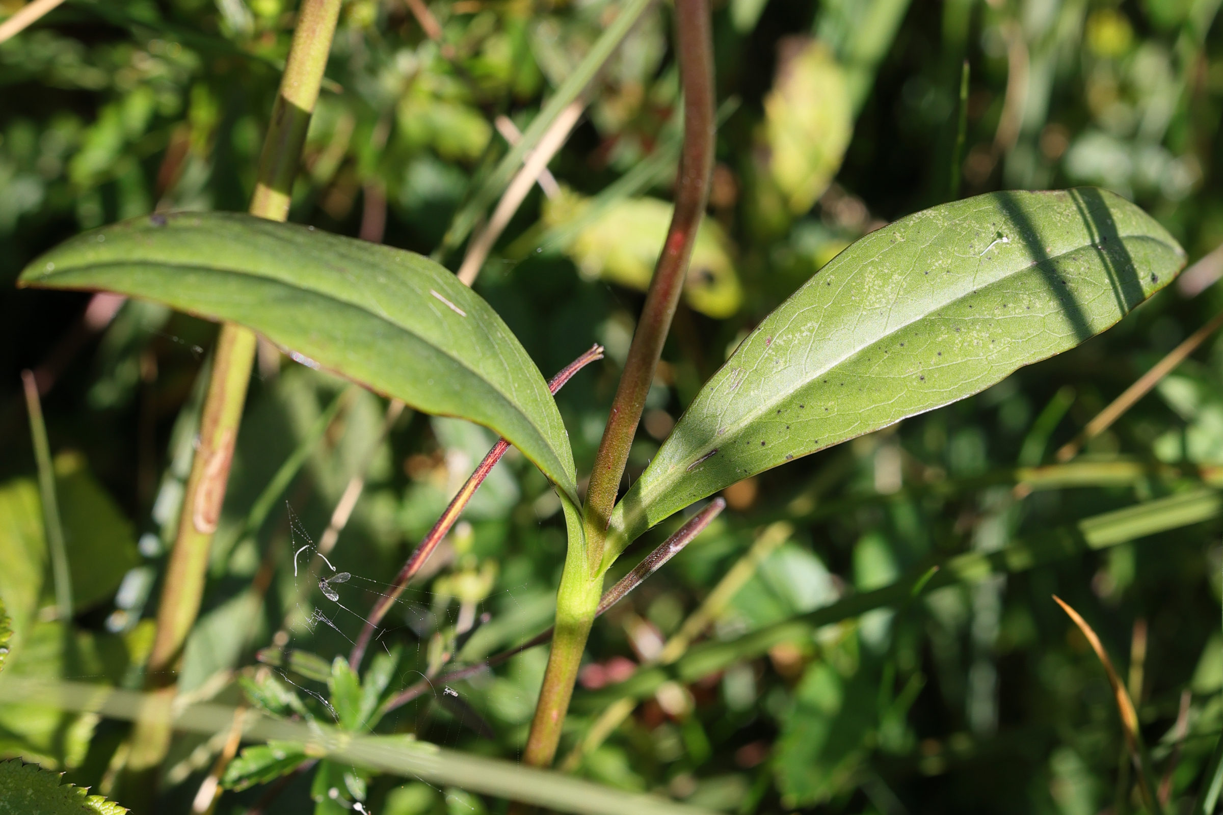 succisa_pratensis8md