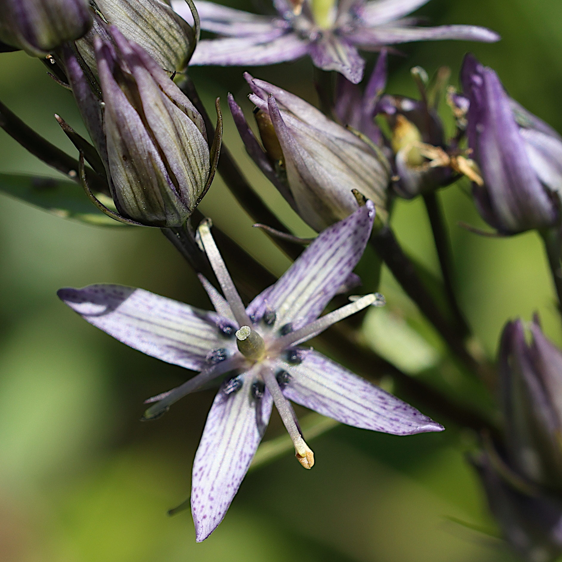 Afficher le média swertia_perennis2amd swertia_perennis2amd