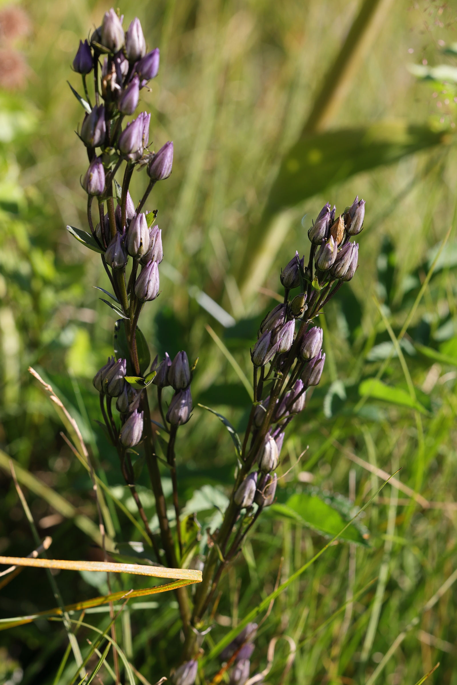 Afficher le média swertia_perennis8md swertia_perennis8md