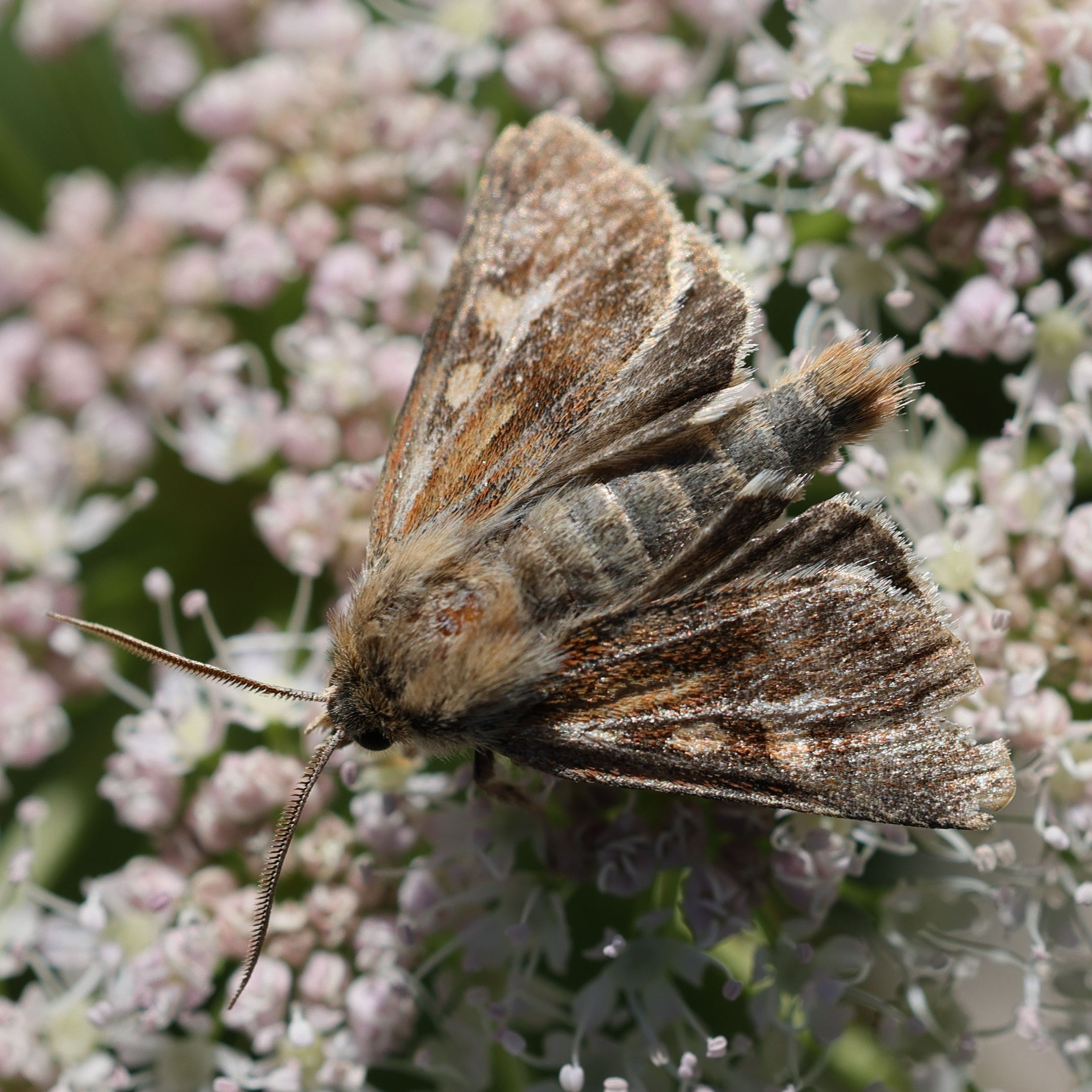 cerapteryx_graminis1md