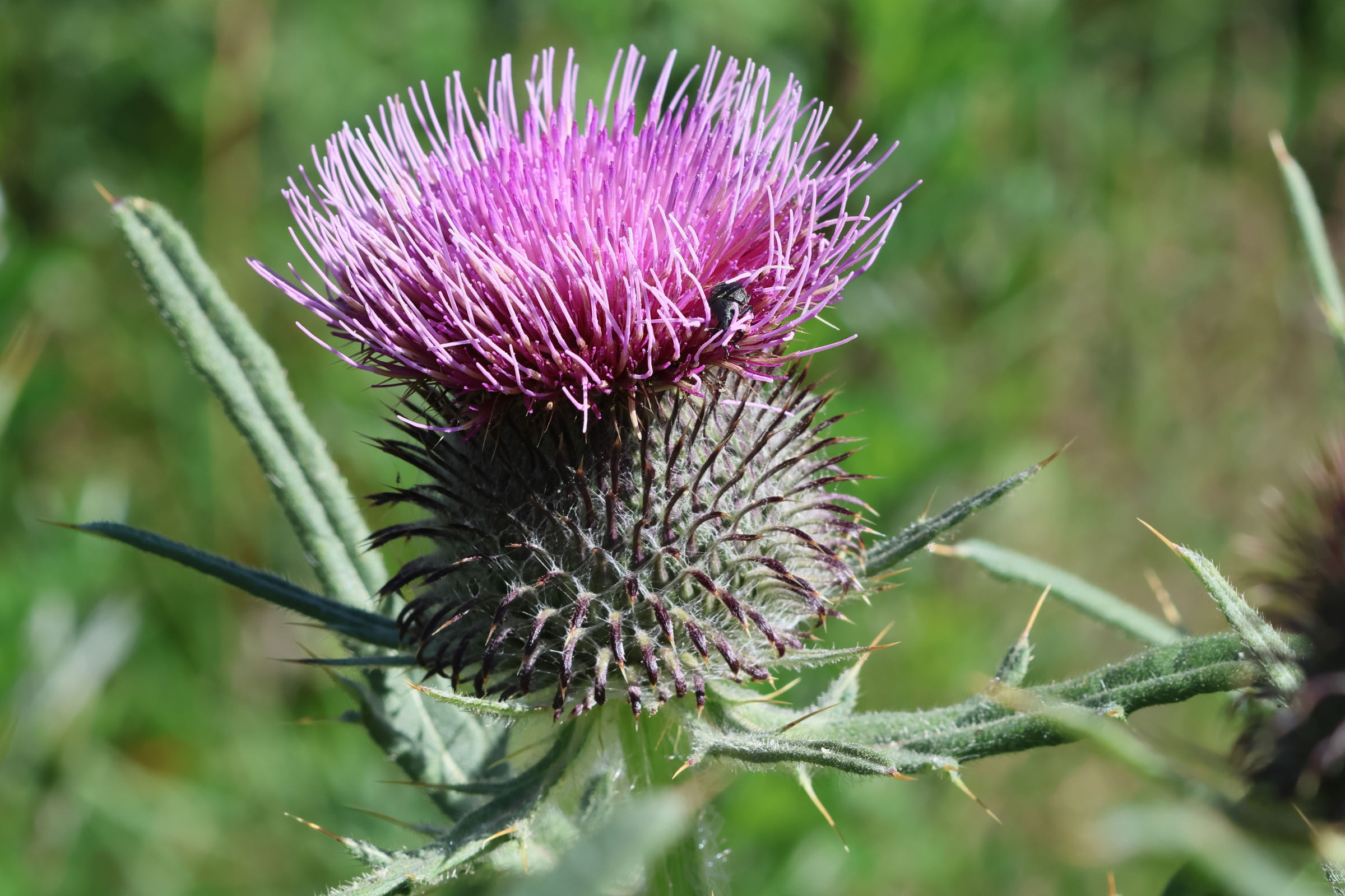 Afficher le média cirsium_eriophorum6bd cirsium_eriophorum6bd