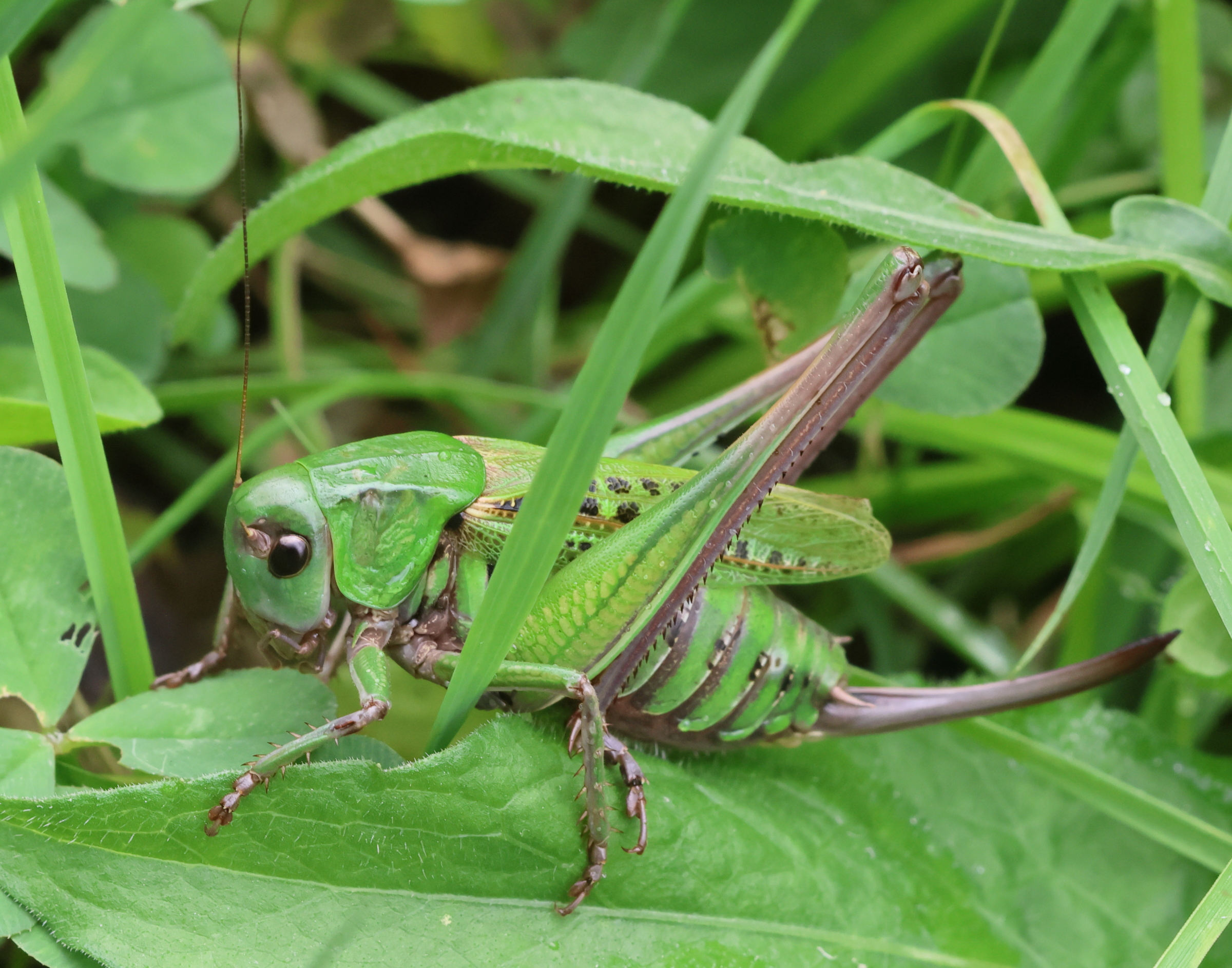 decticus_verrucivorus2bd