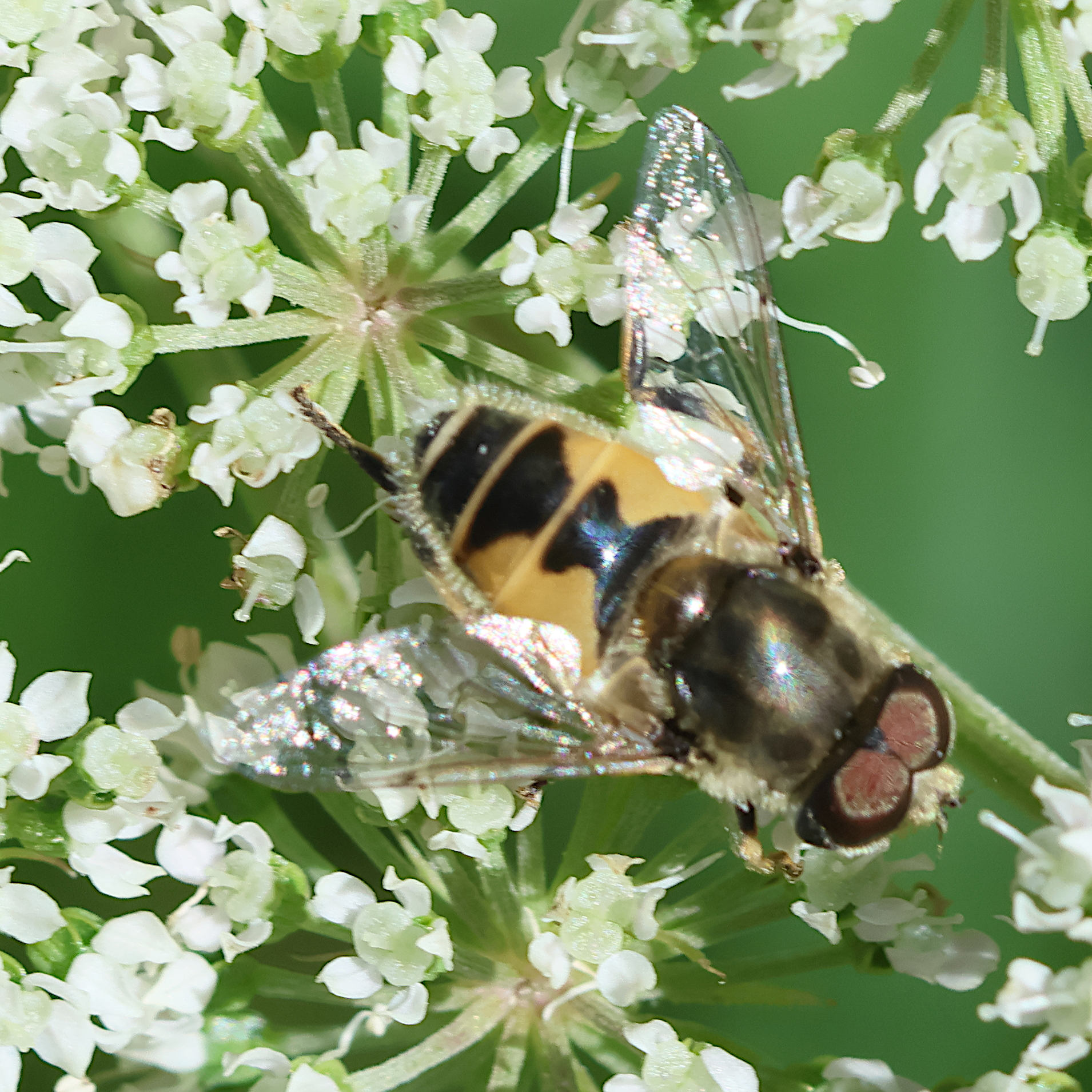eristalis_arbustorum5bd