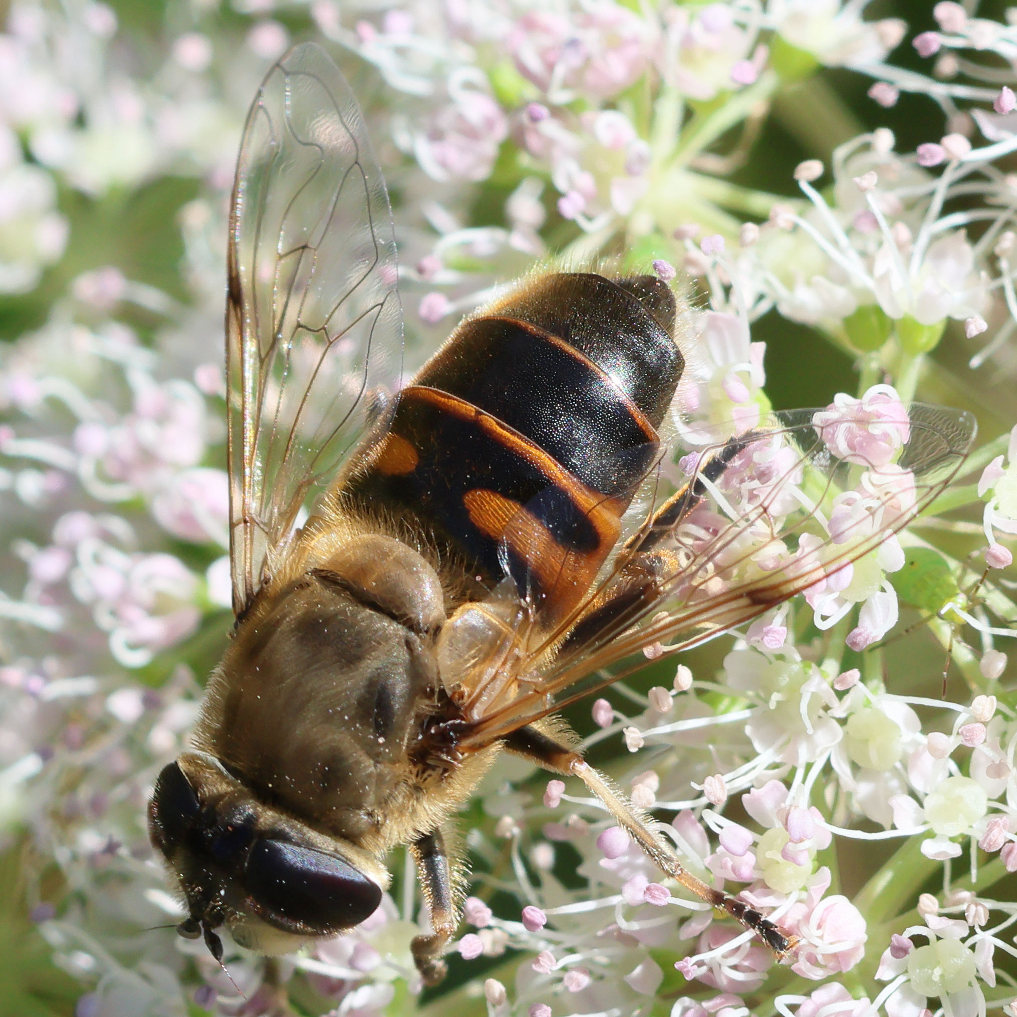 eristalis_tenax8bd