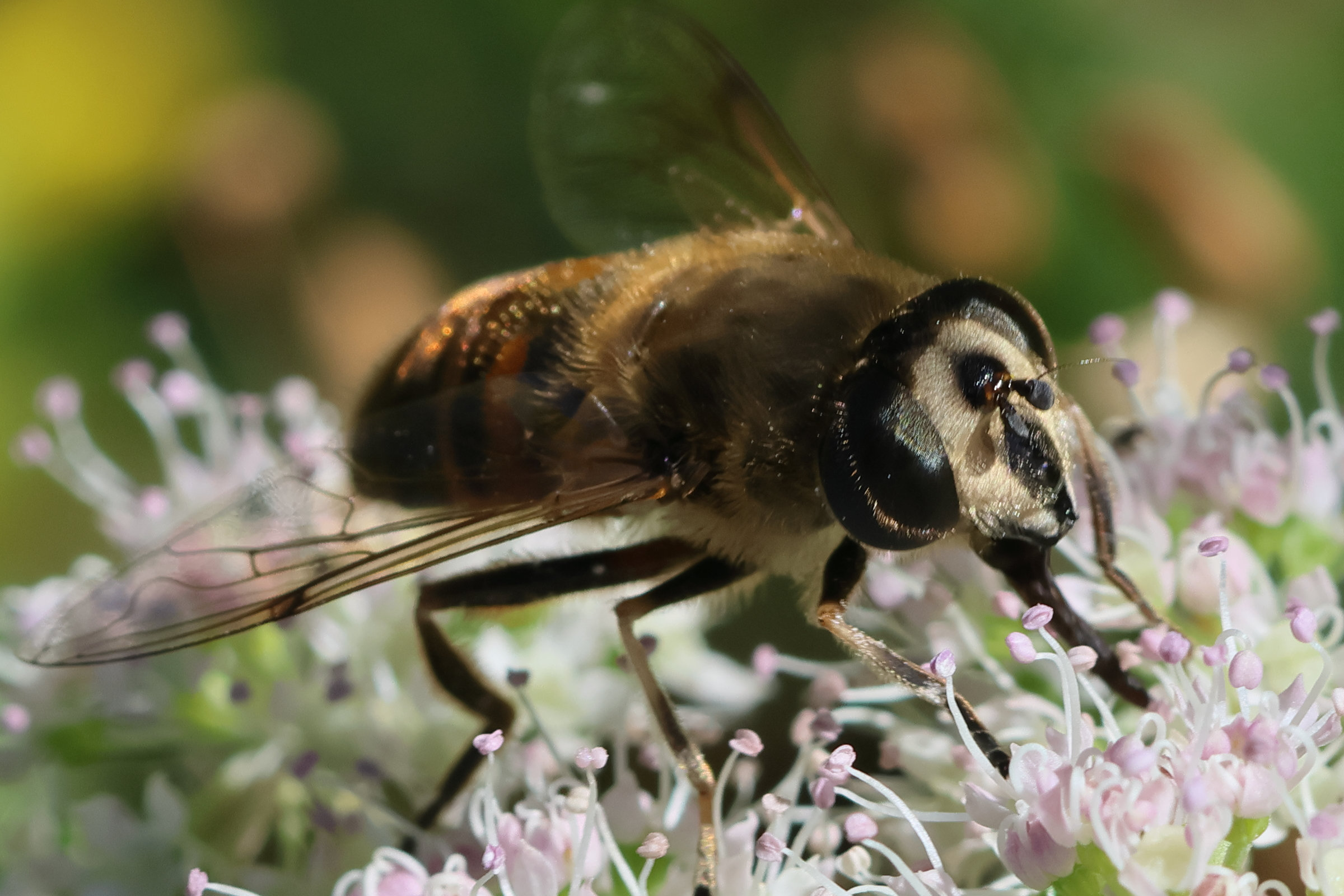 eristalis_tenax9bd