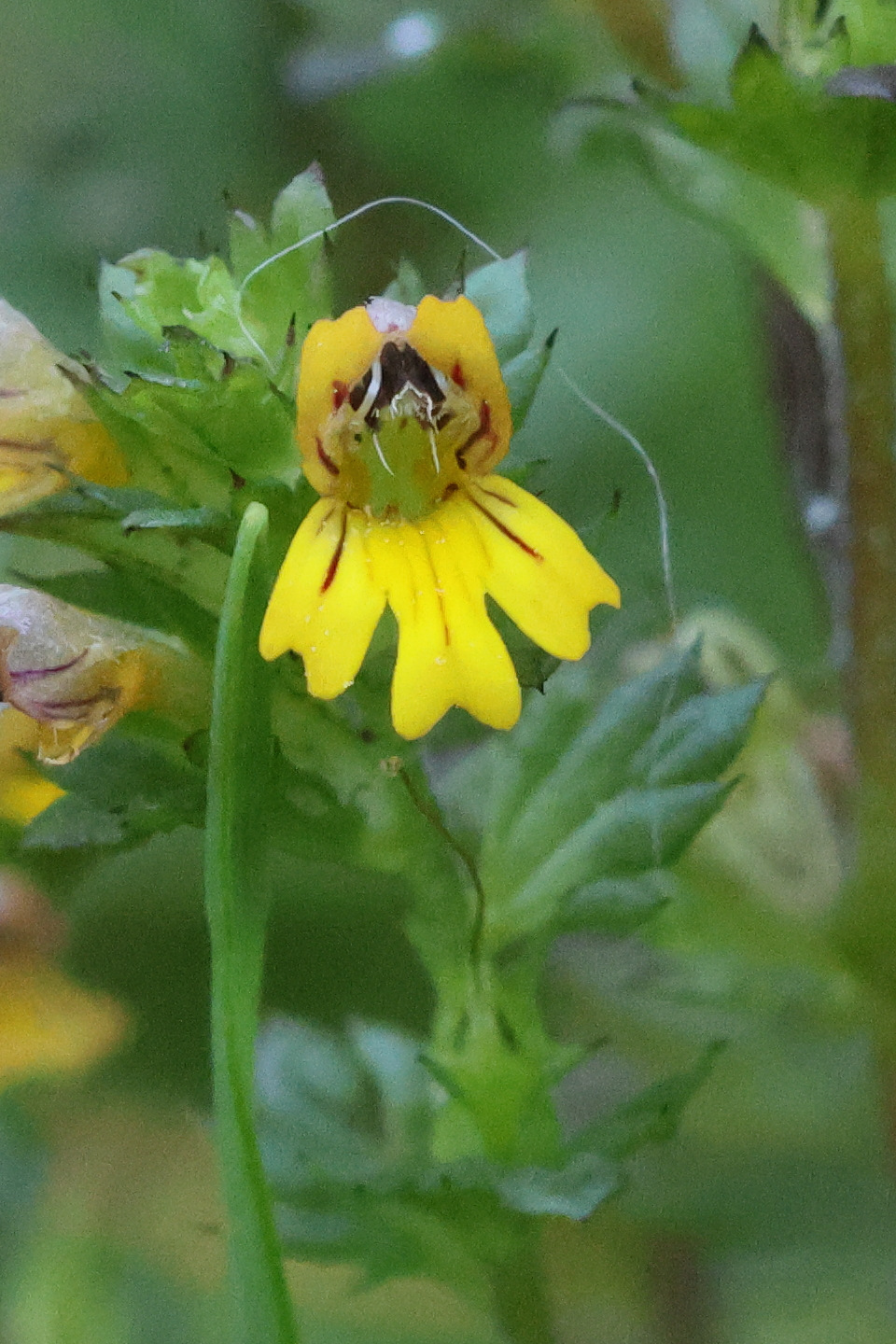 Afficher le média euphrasia_minima4bd euphrasia_minima4bd