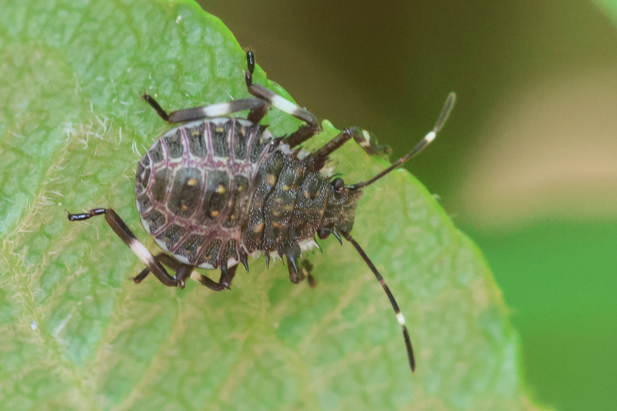 hyalomorpha_halys_juv1bd