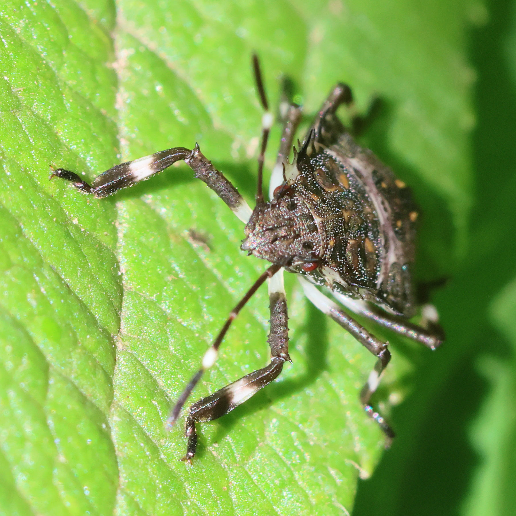 hyalomorpha_halys_juv2bd