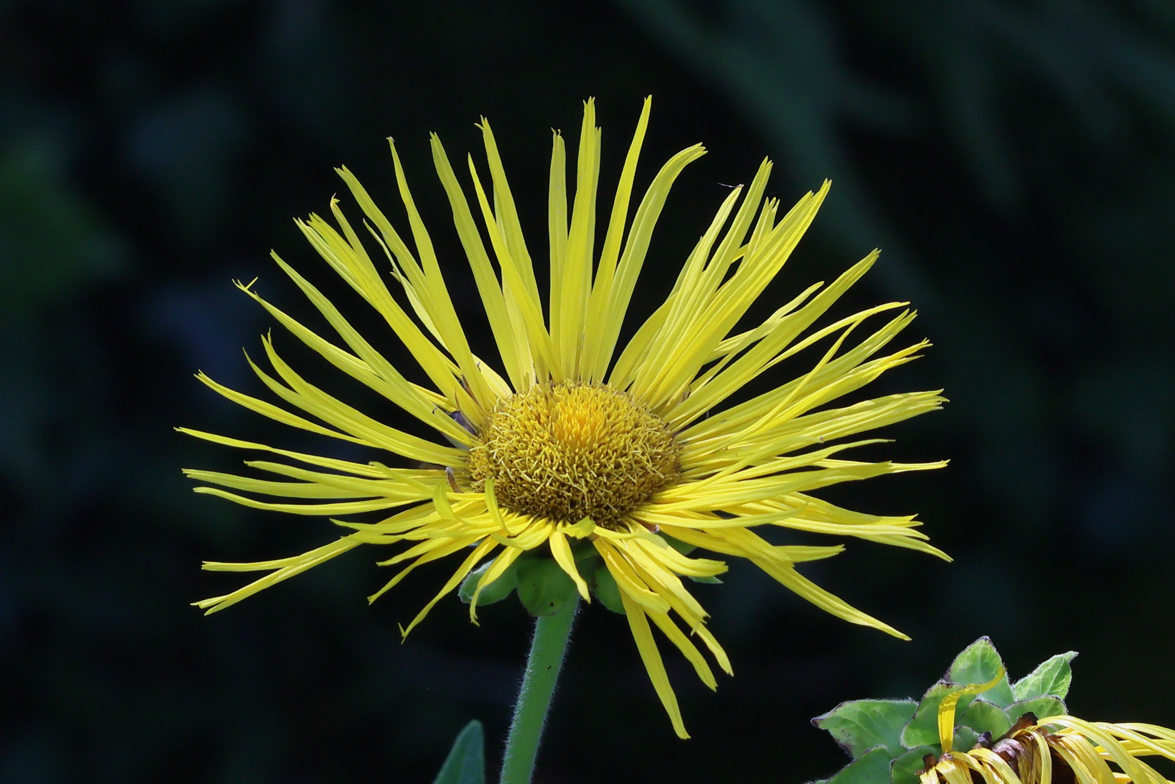 inula_magnifica3bd