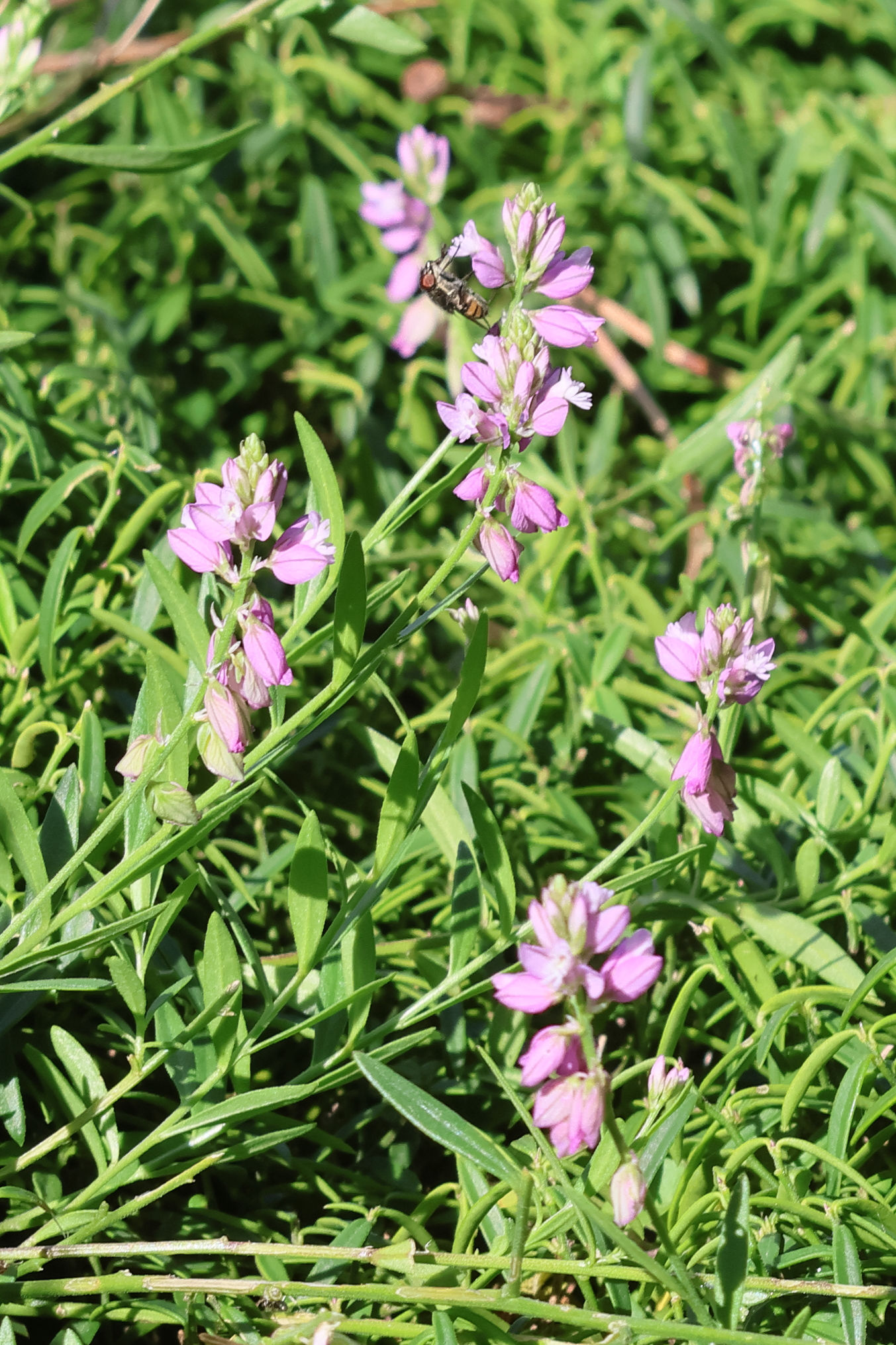 polygala_vayredae1bd