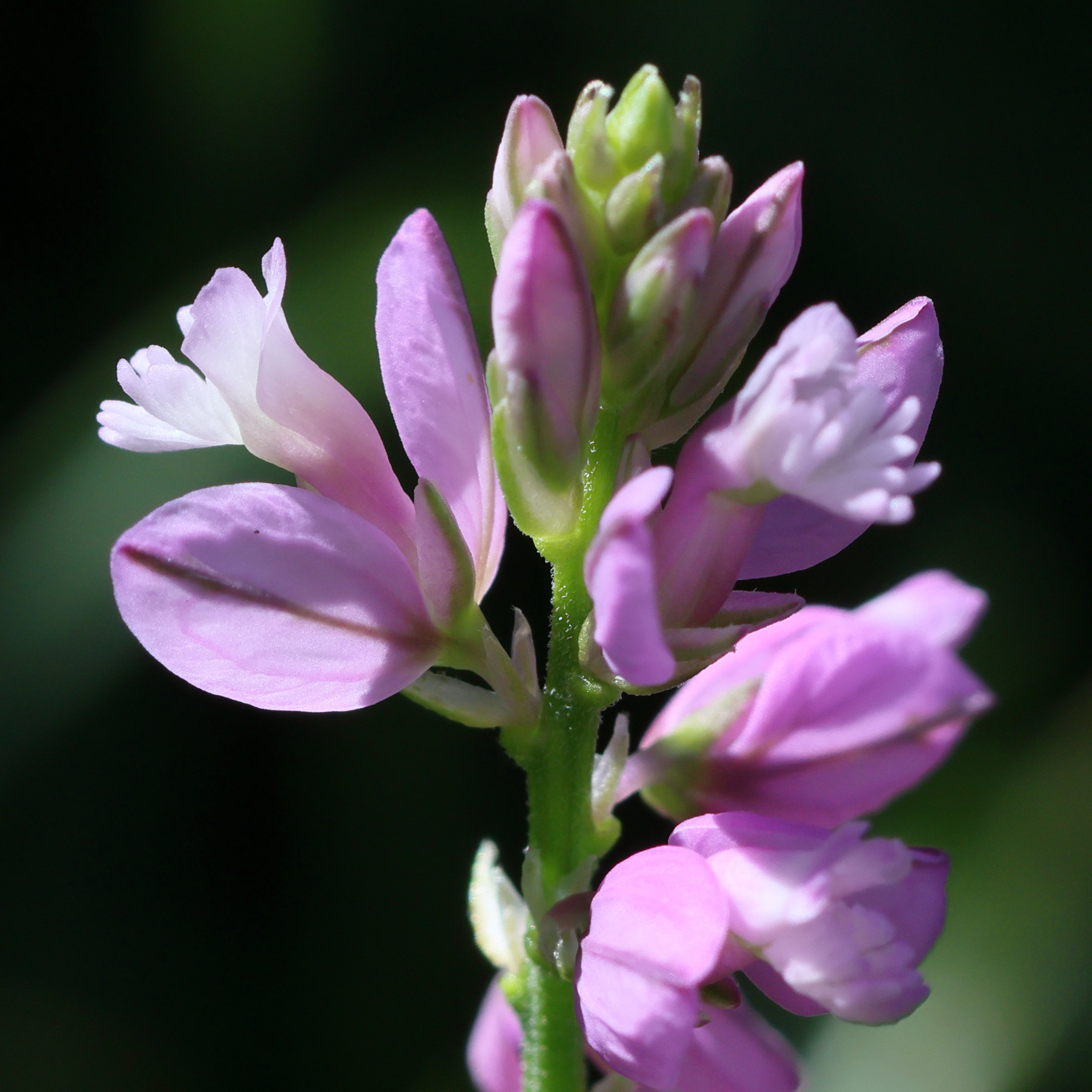 polygala_vayredae2bd
