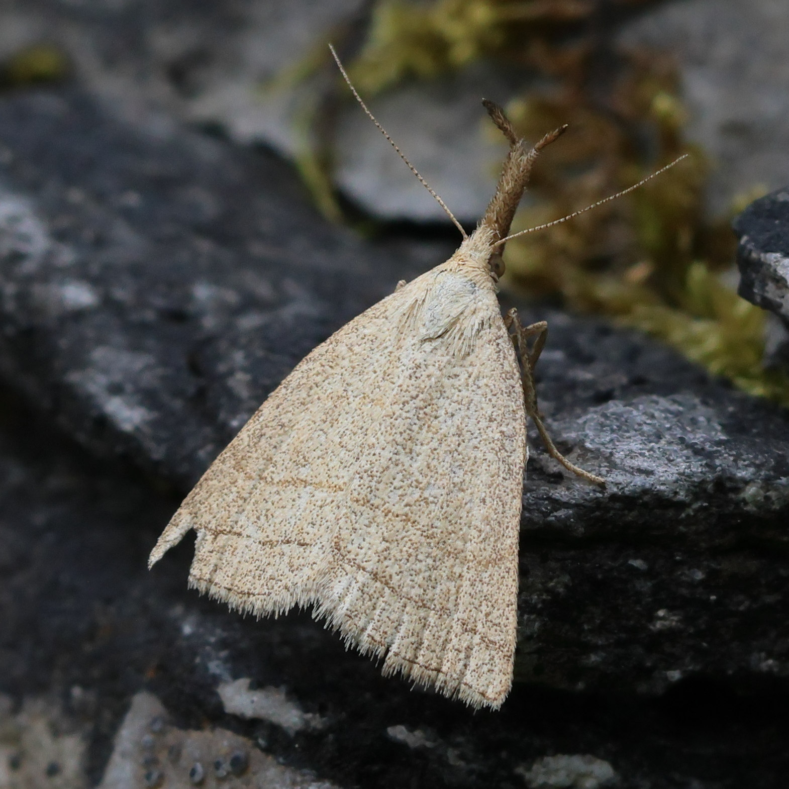 polypogon_tentacularia1bd