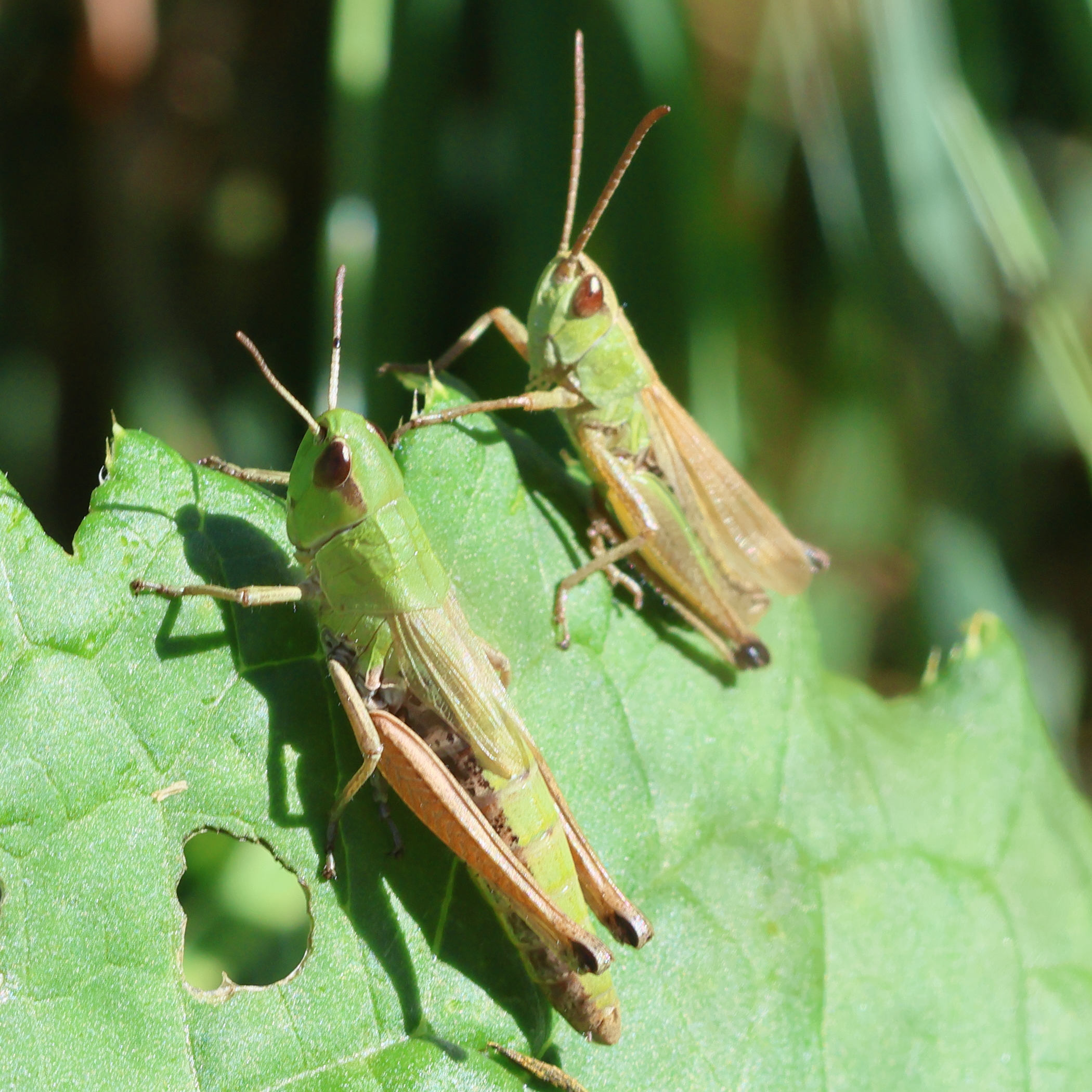 pseudochorthippus_parallelus10bd