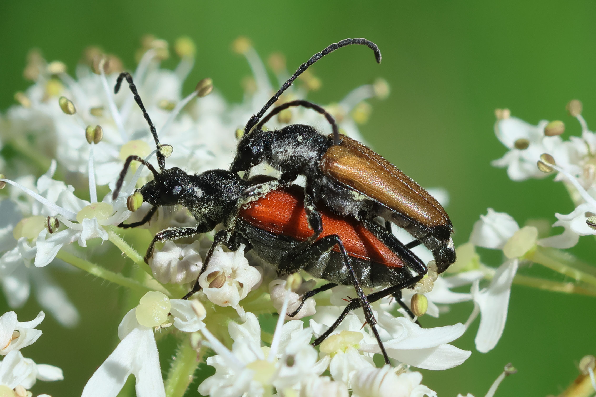 stictoleptura_rubra8bd