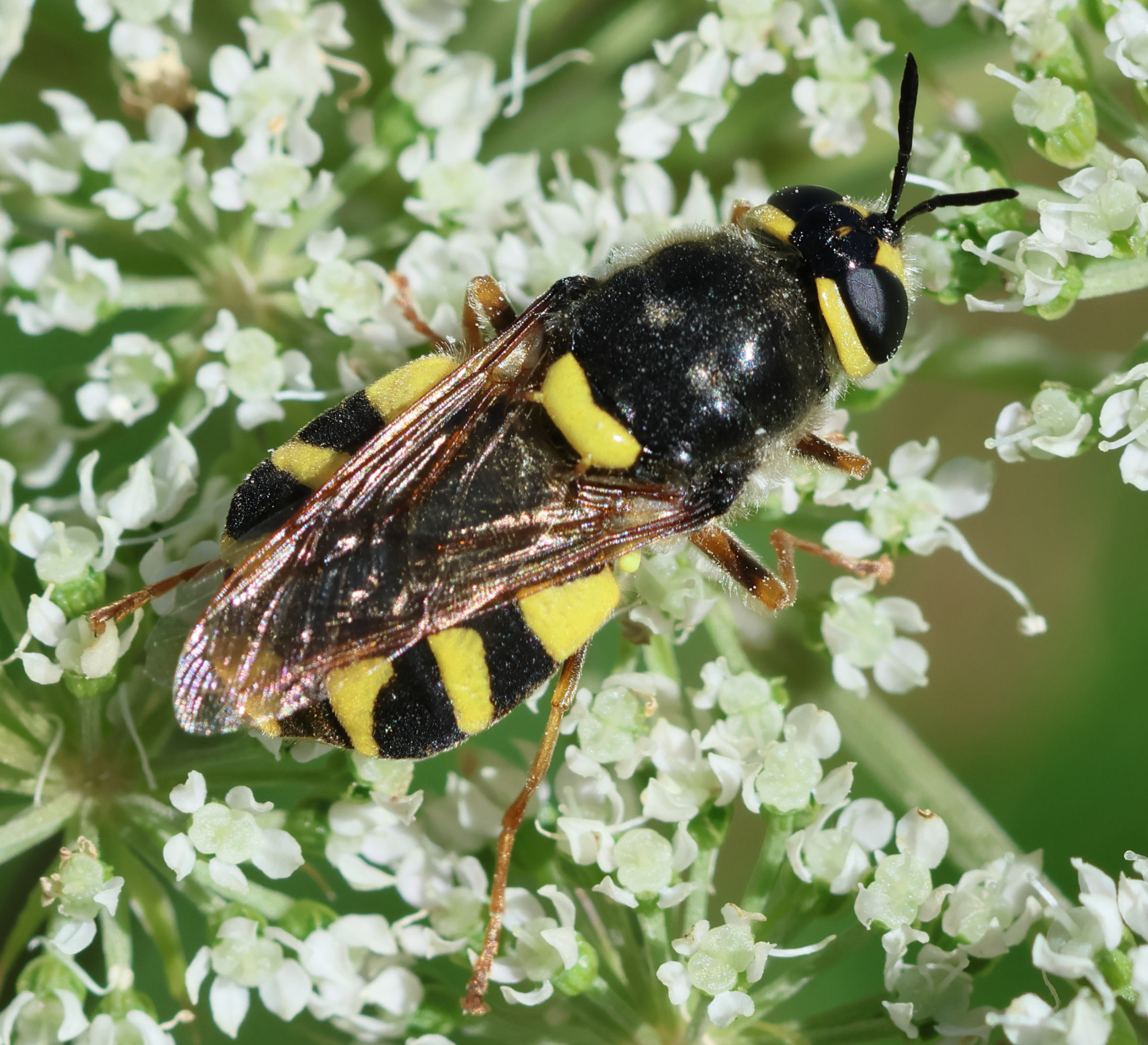 stratiomys_chamaeleon2bd