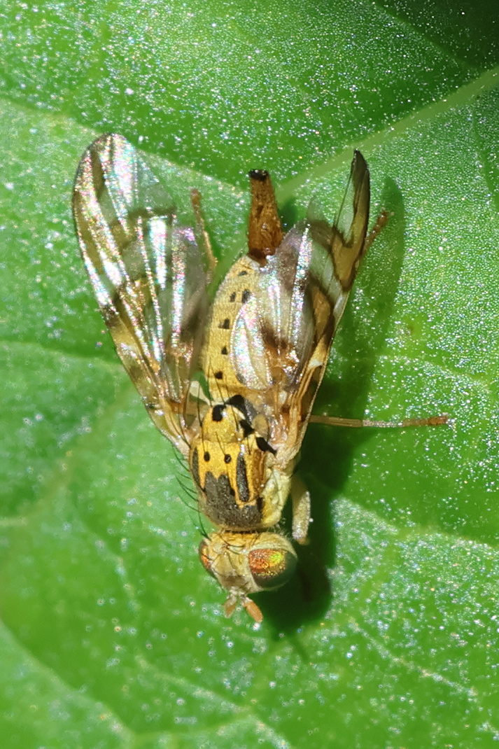 chaetostomella_cylindrica3bd