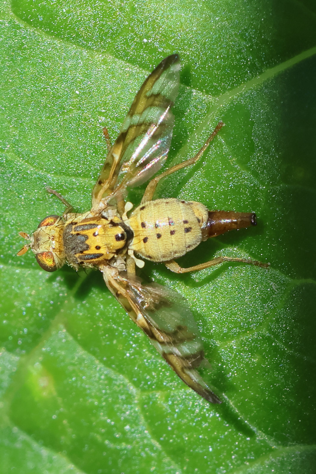 chaetostomella_cylindrica4bd