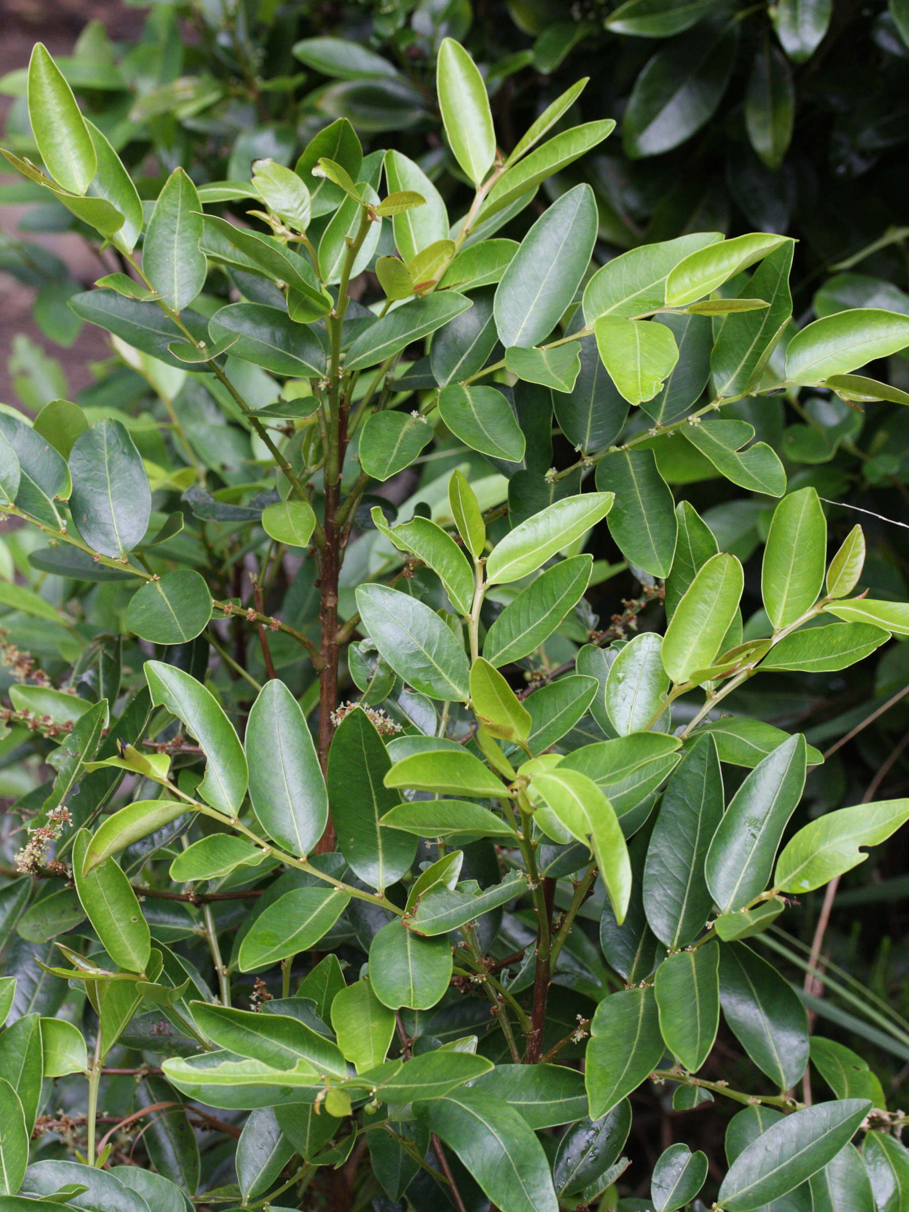 phyllanthus_phillyreifolis8md