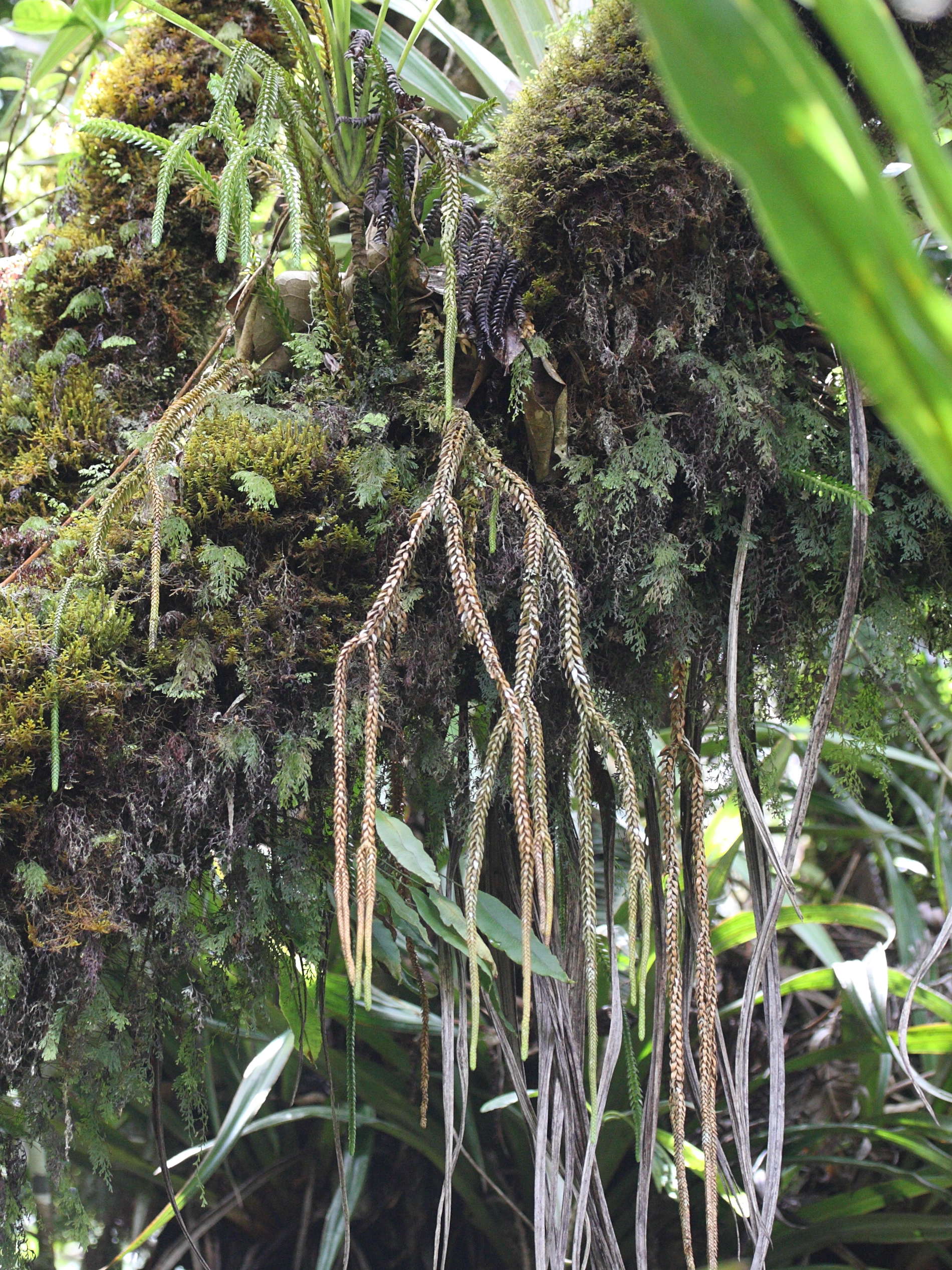 huperzia_gnidioides1md