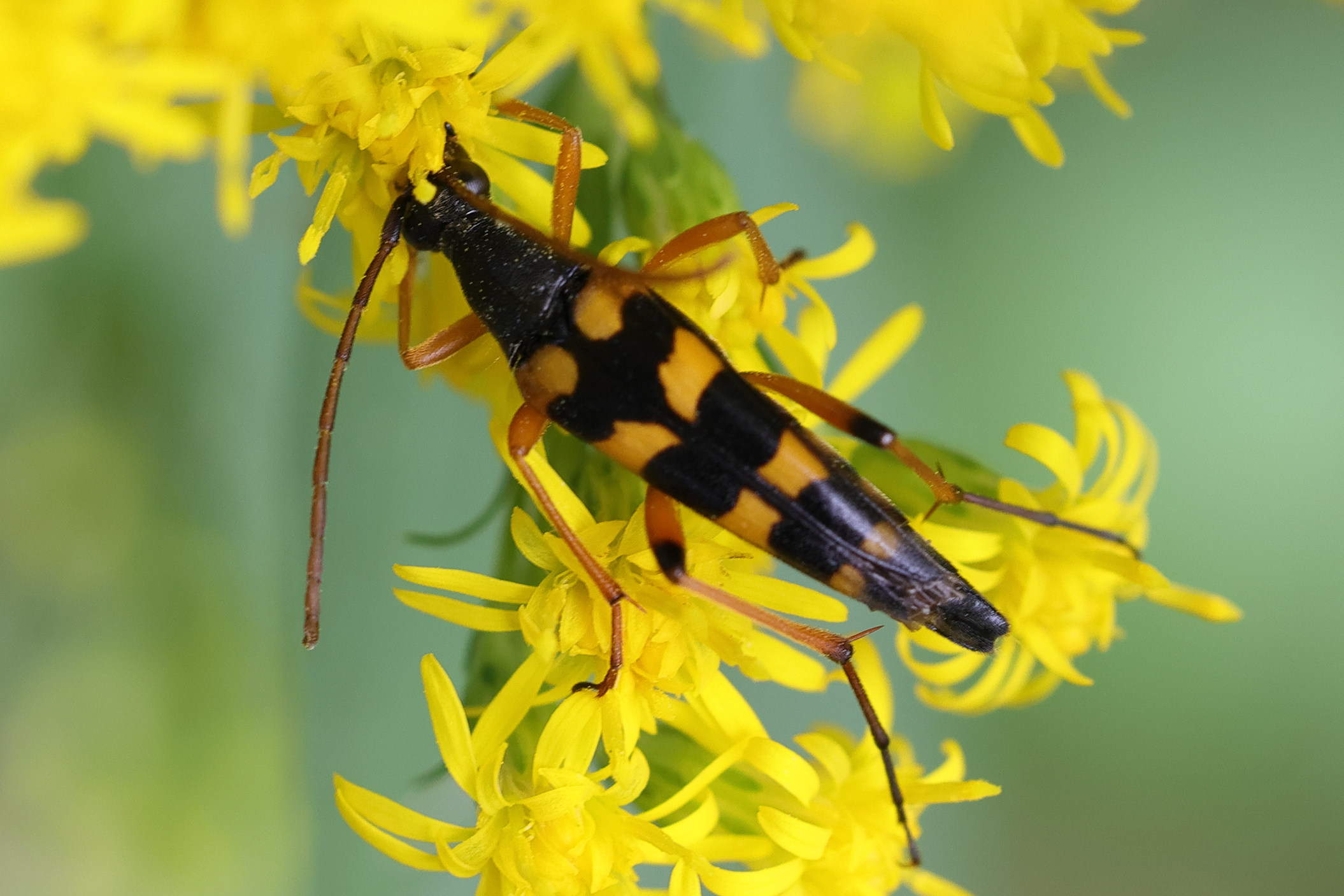 strangalia_attenuata3md