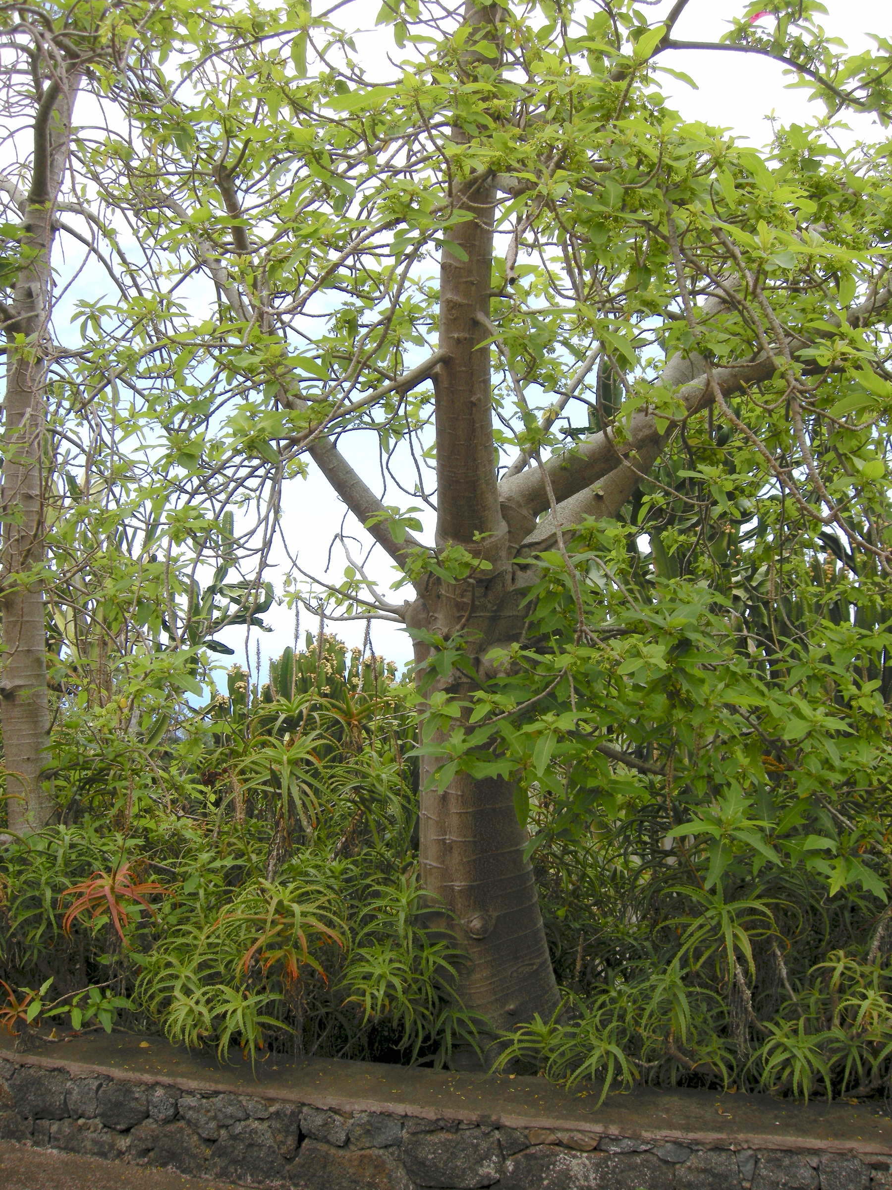 Afficher le média vasconcellea_quercifolia1md vasconcellea_quercifolia1md