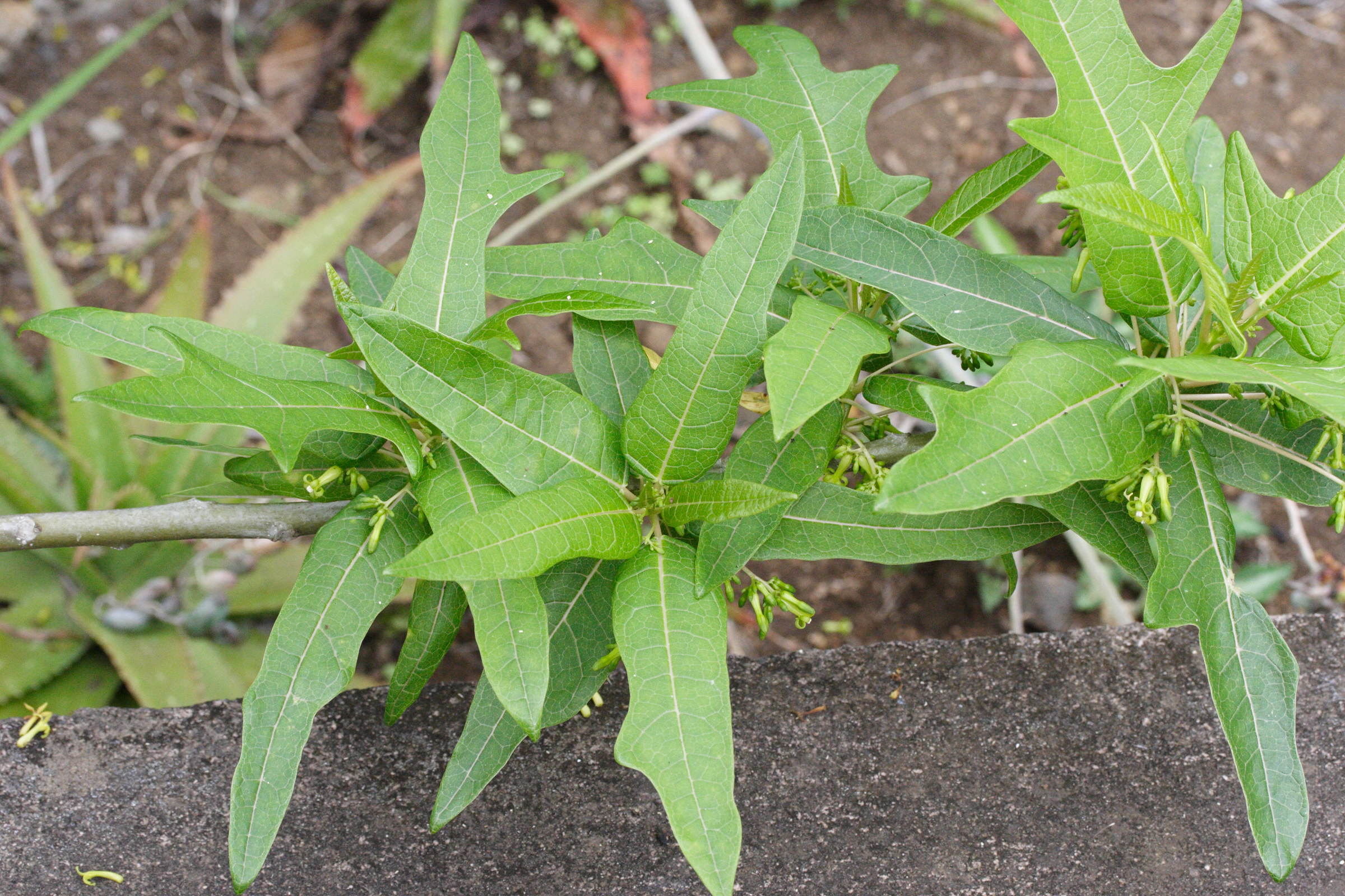 Afficher le média vasconcellea_quercifolia2md vasconcellea_quercifolia2md